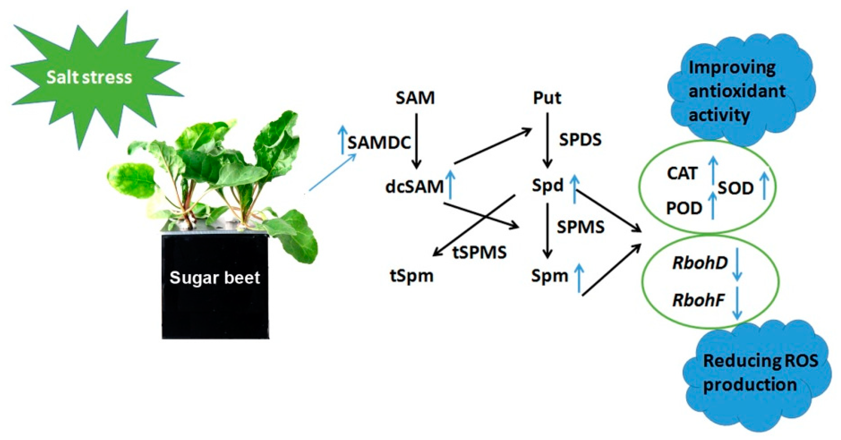 Ijms 20 01990 g007 Ijms 20 01990 g007