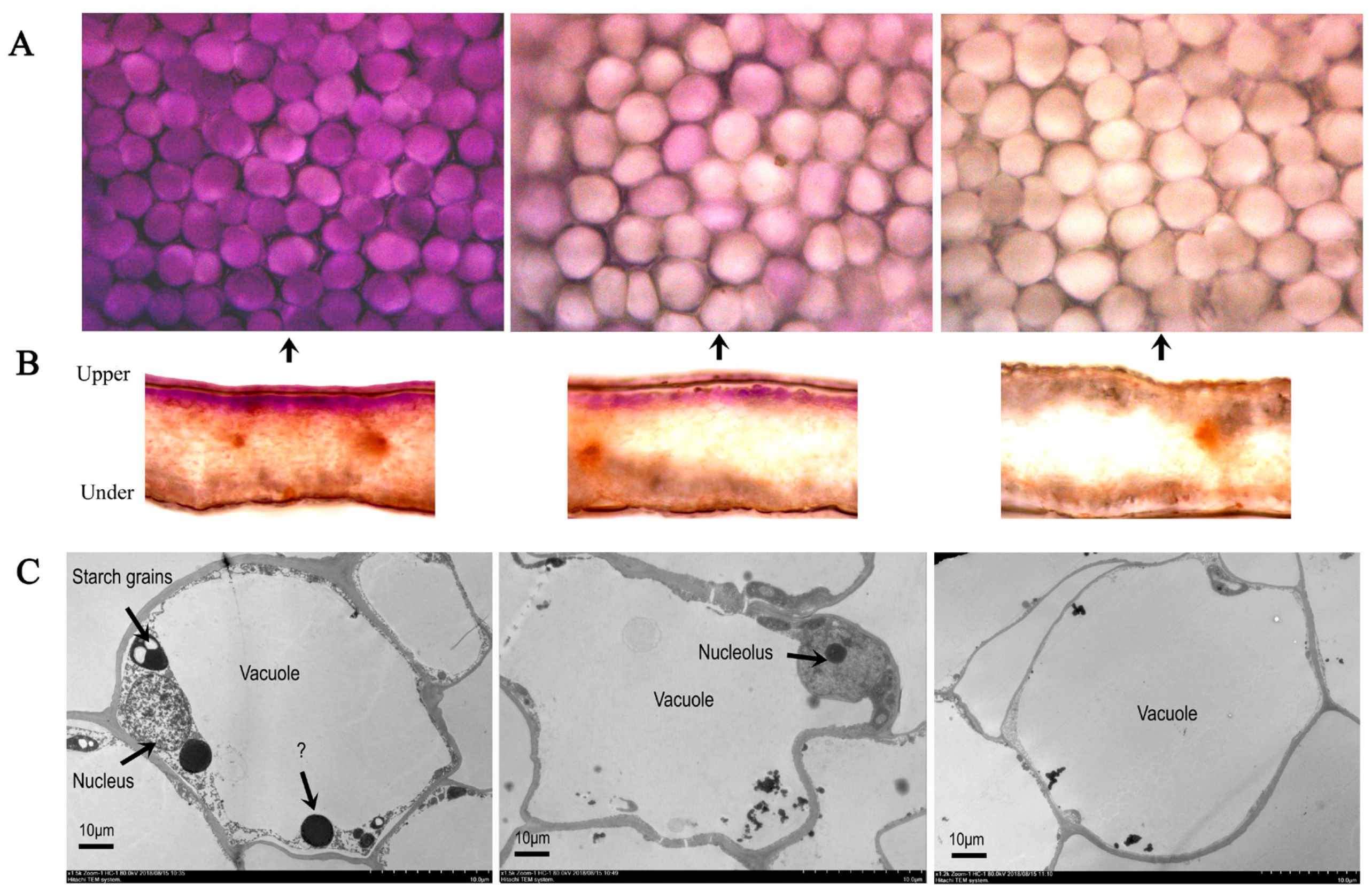 Ijms 20 02000 g002 Ijms 20 02000 g002