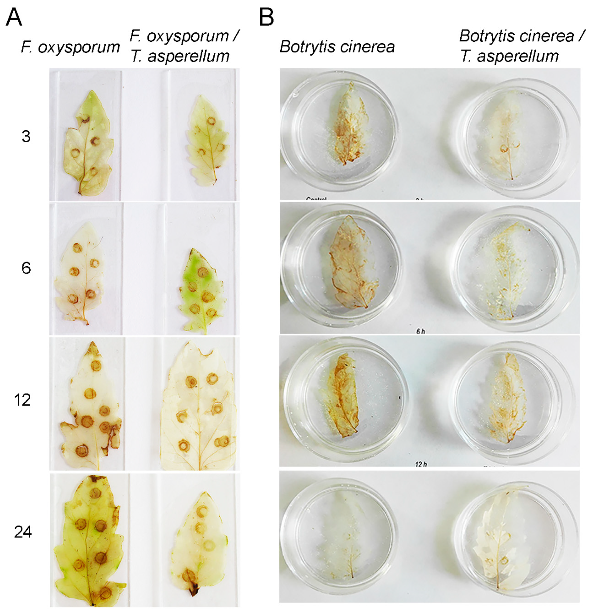 Ijms 20 02007 g004 Ijms 20 02007 g004