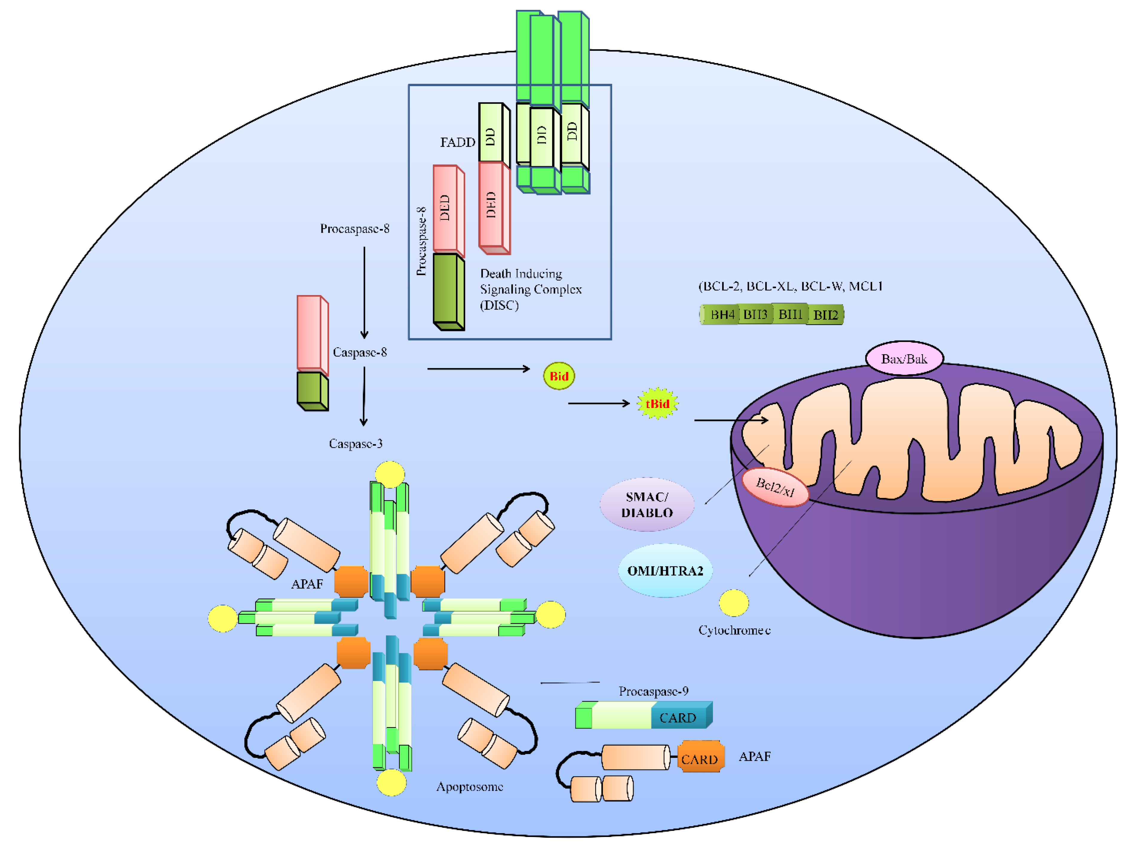 Ijms Free Full Text Natural Product Mediated Regulation Of Death Receptors And Intracellular Machinery Fresh From The Pipeline About Trail Mediated Signaling And Natural Trail Sensitizers