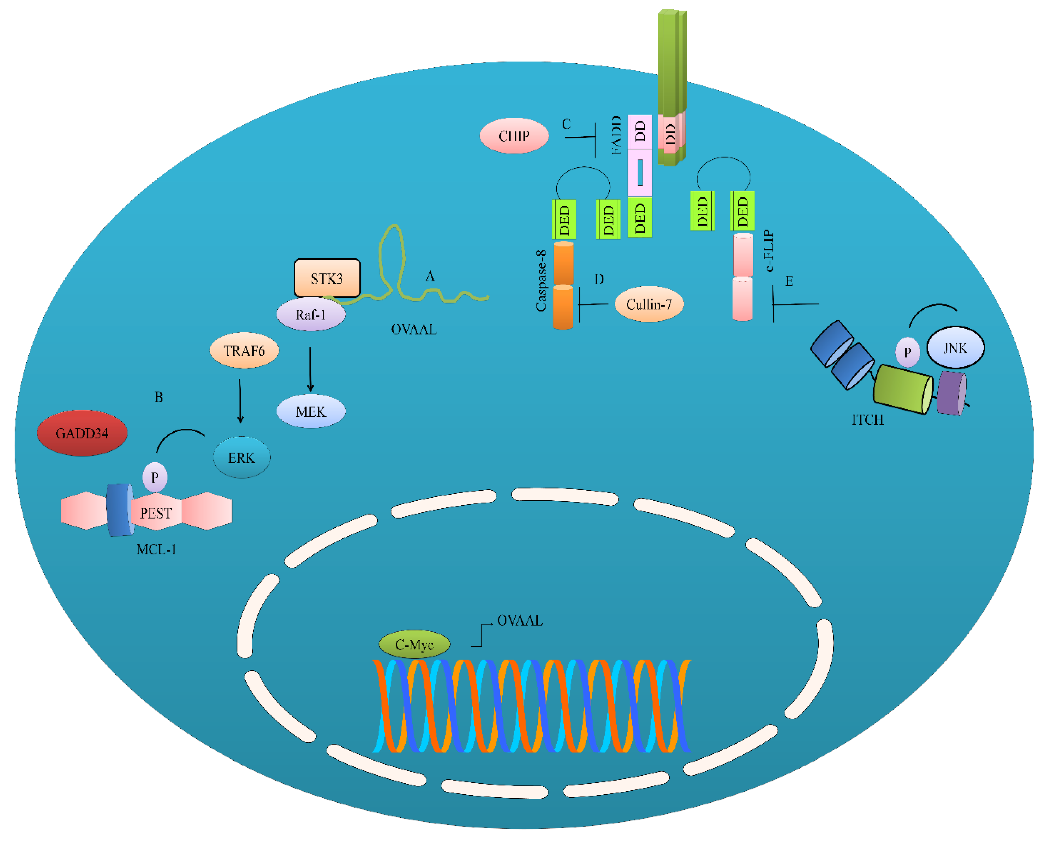 Natural Product Mediated Regulation of Death Receptors and