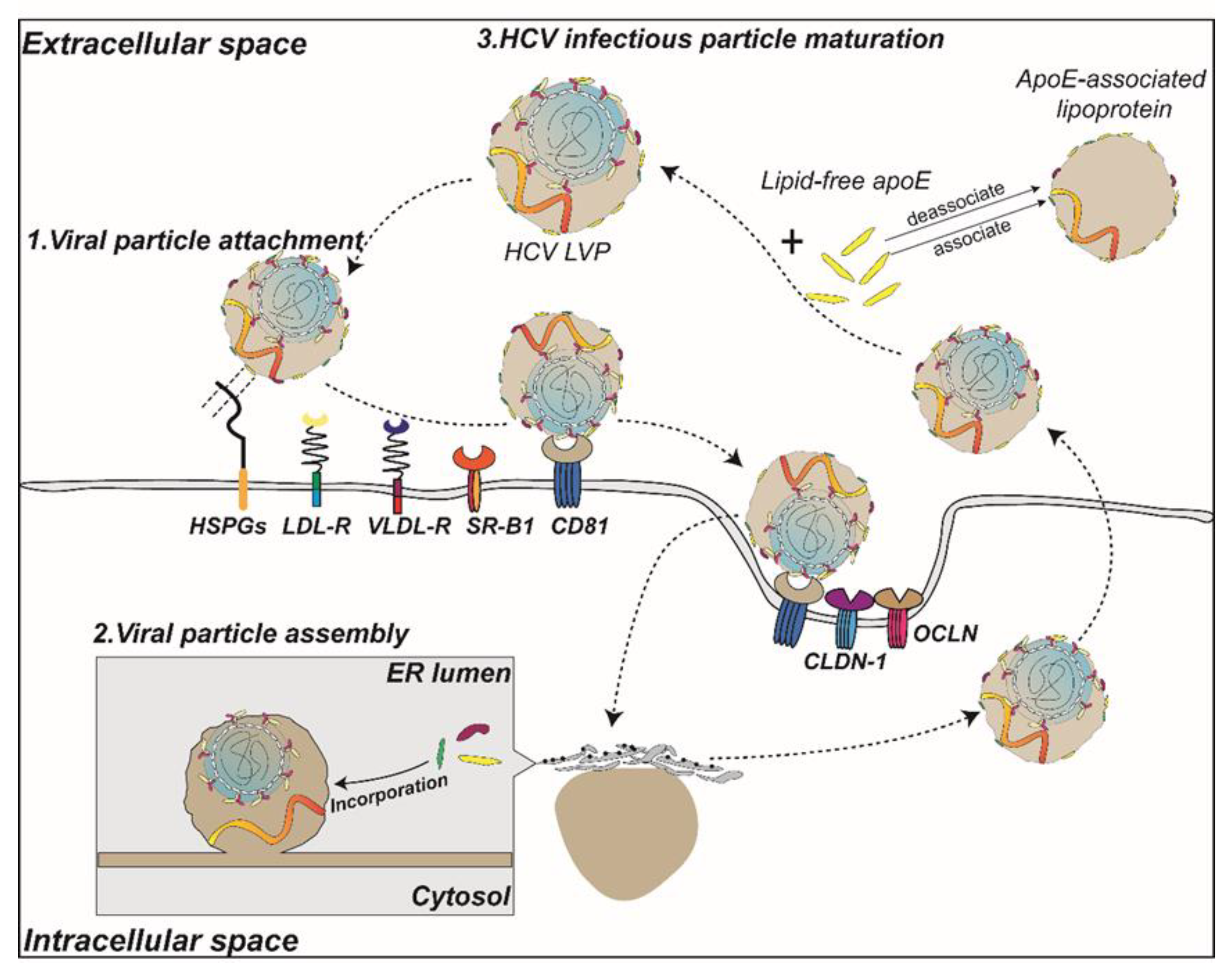 Ijms 20 02037 g004 Ijms 20 02037 g004