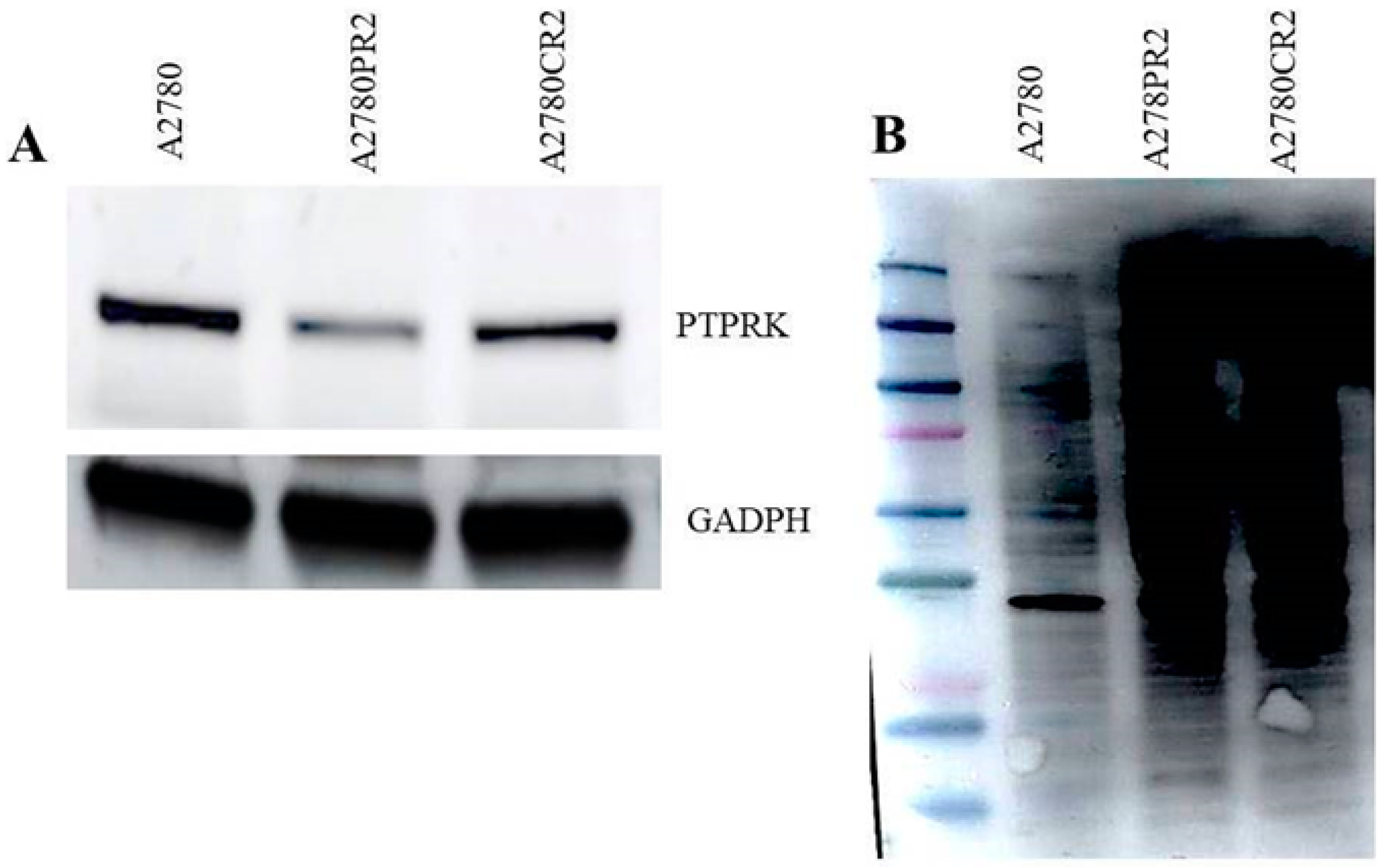 Ijms 20 02053 g003