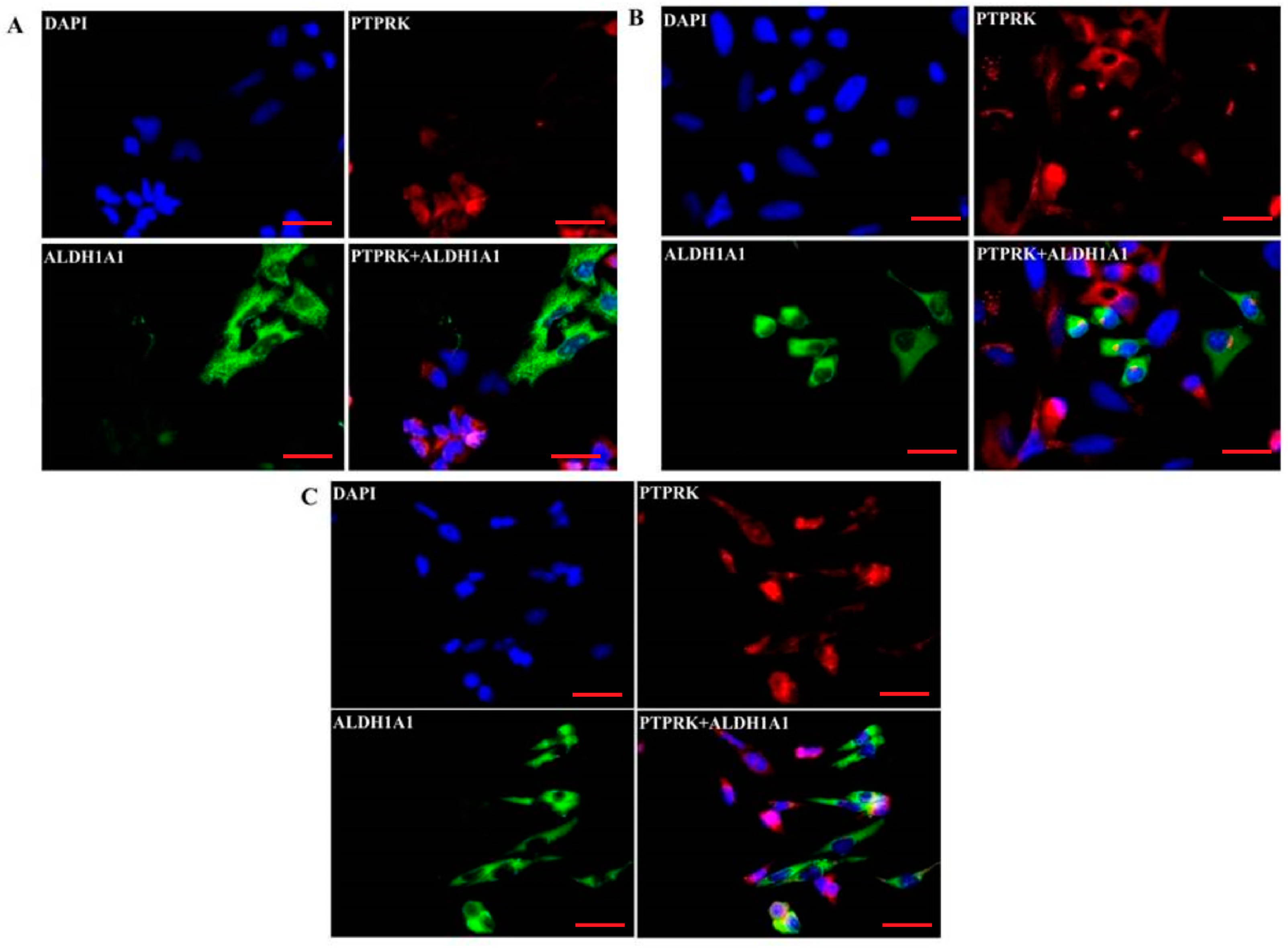 Ijms 20 02053 g005