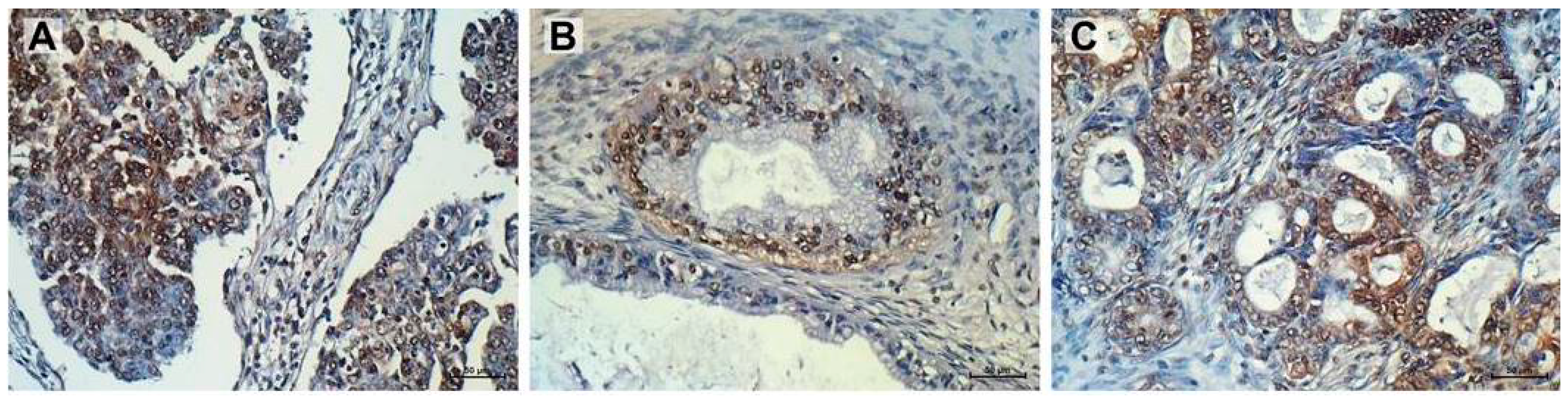 Ijms 20 02053 g006