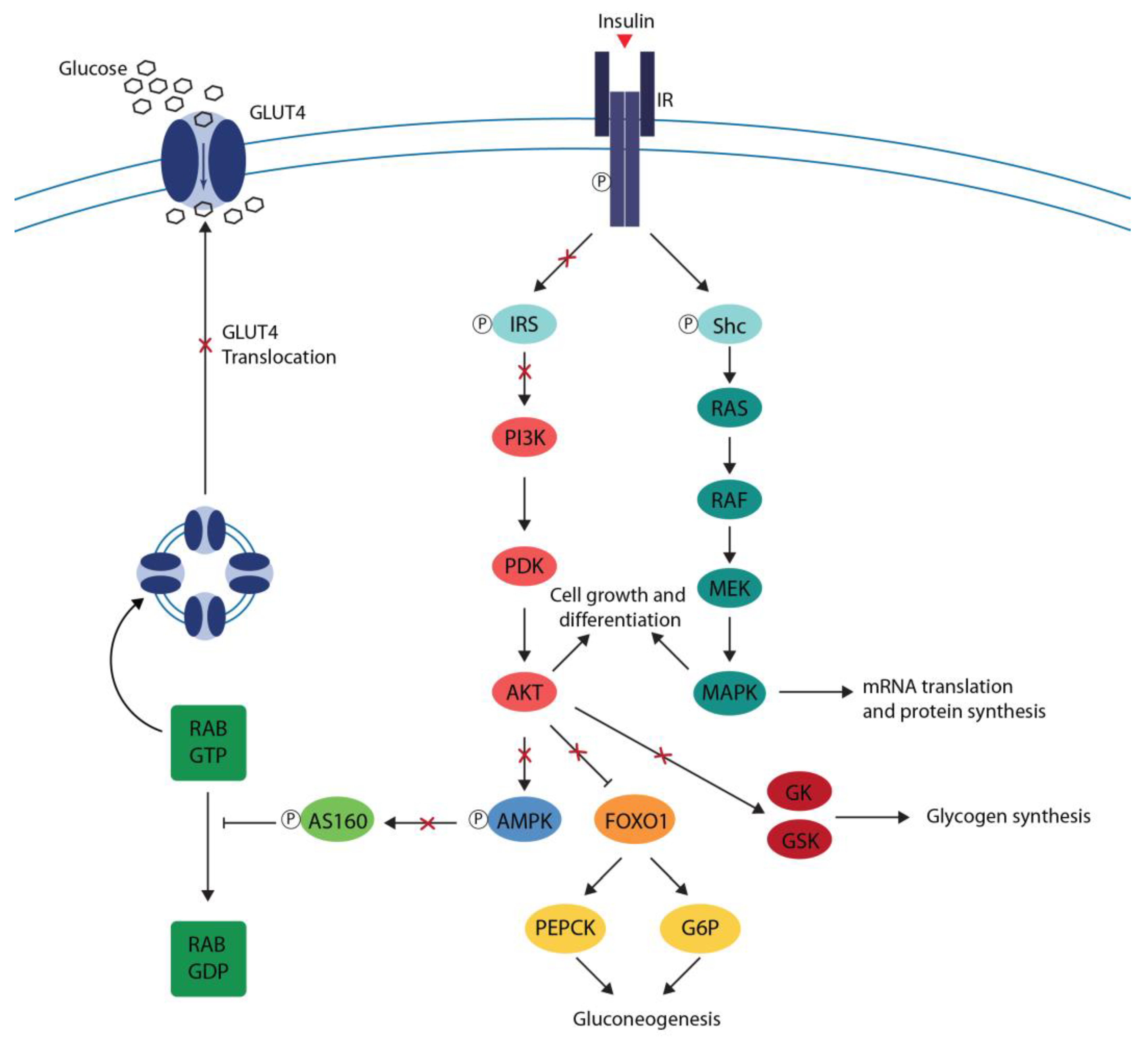 Ijms Free Full Text Flavonoids And Insulin Resistance From Molecular Evidences To Clinical Trials Ijms Free Full Text Flavonoids And Insulin Resistance From Molecular Evidences To Clinical Trials
