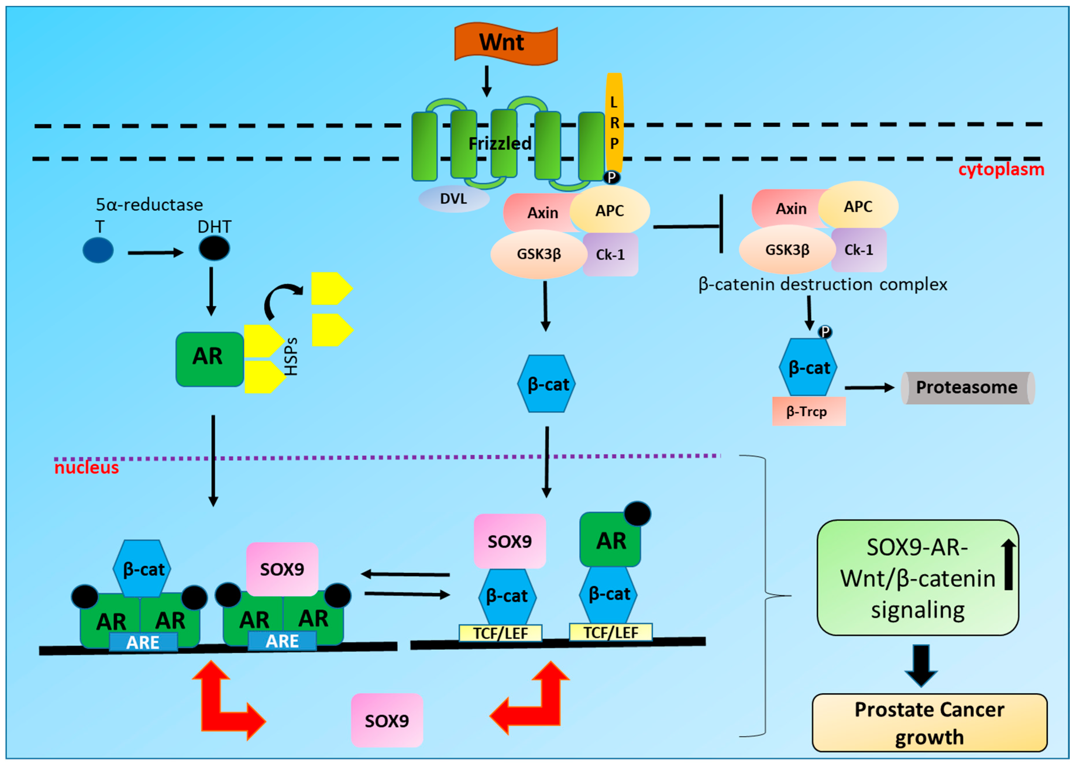 Ijms Free Full Text Interplay Between Sox9 Wnt B Catenin And Androgen Receptor Signaling In Castration Resistant Prostate Cancer Html