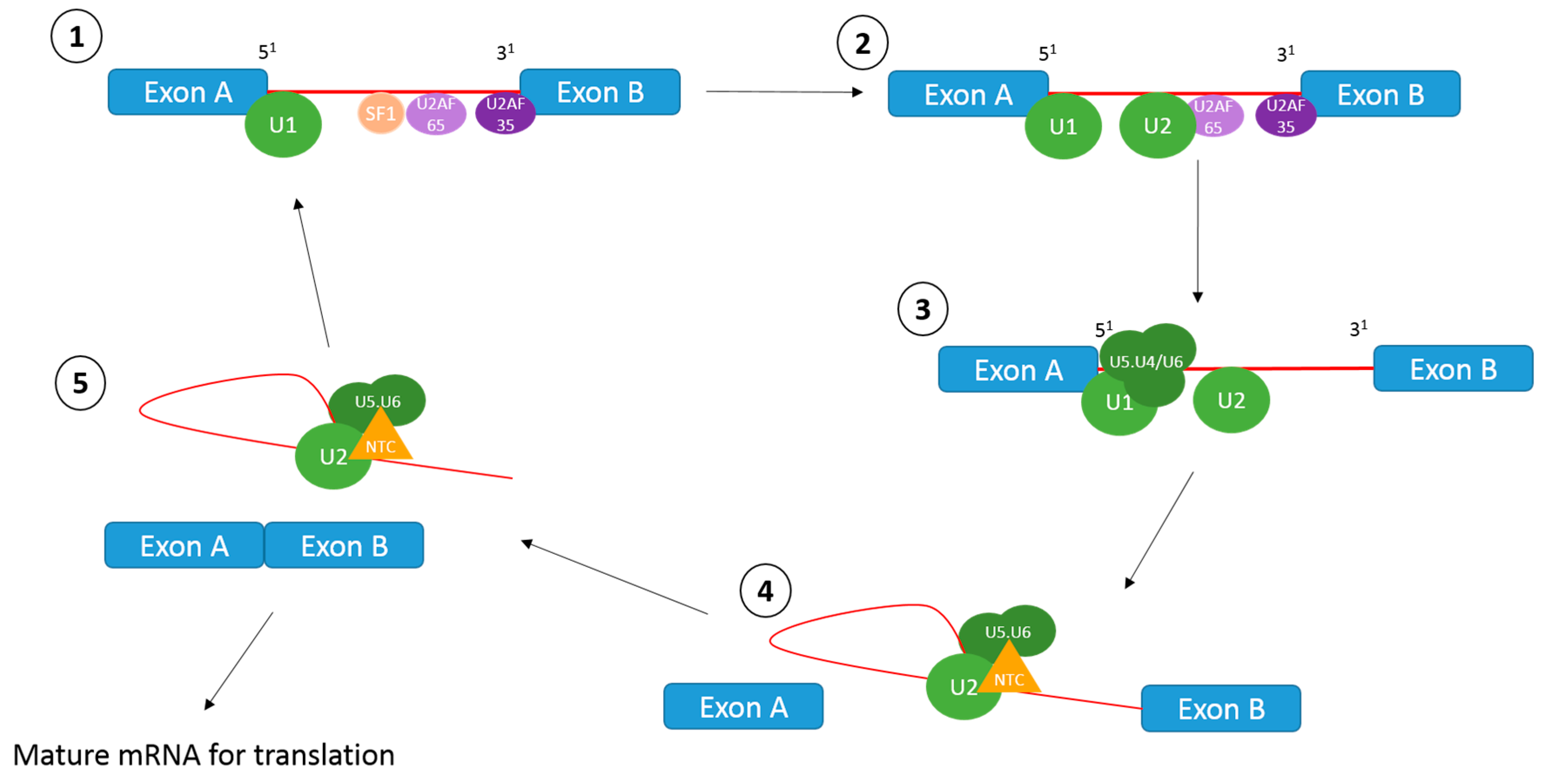 IJMS | Free Full-Text | Alternative Splicing in Angiogenesis