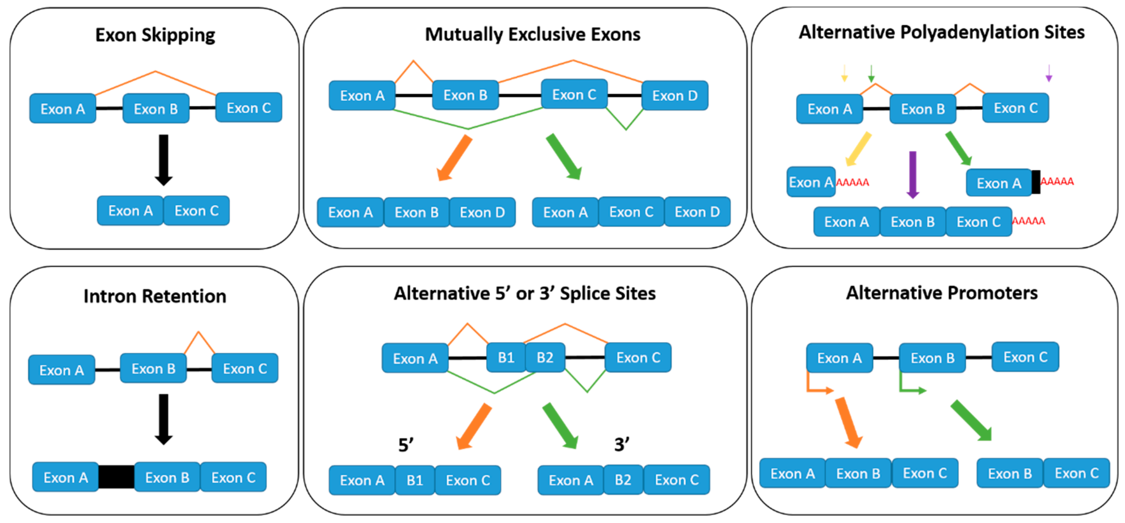 alternative polyadenylation sites, intron retention, alternative 5' or...