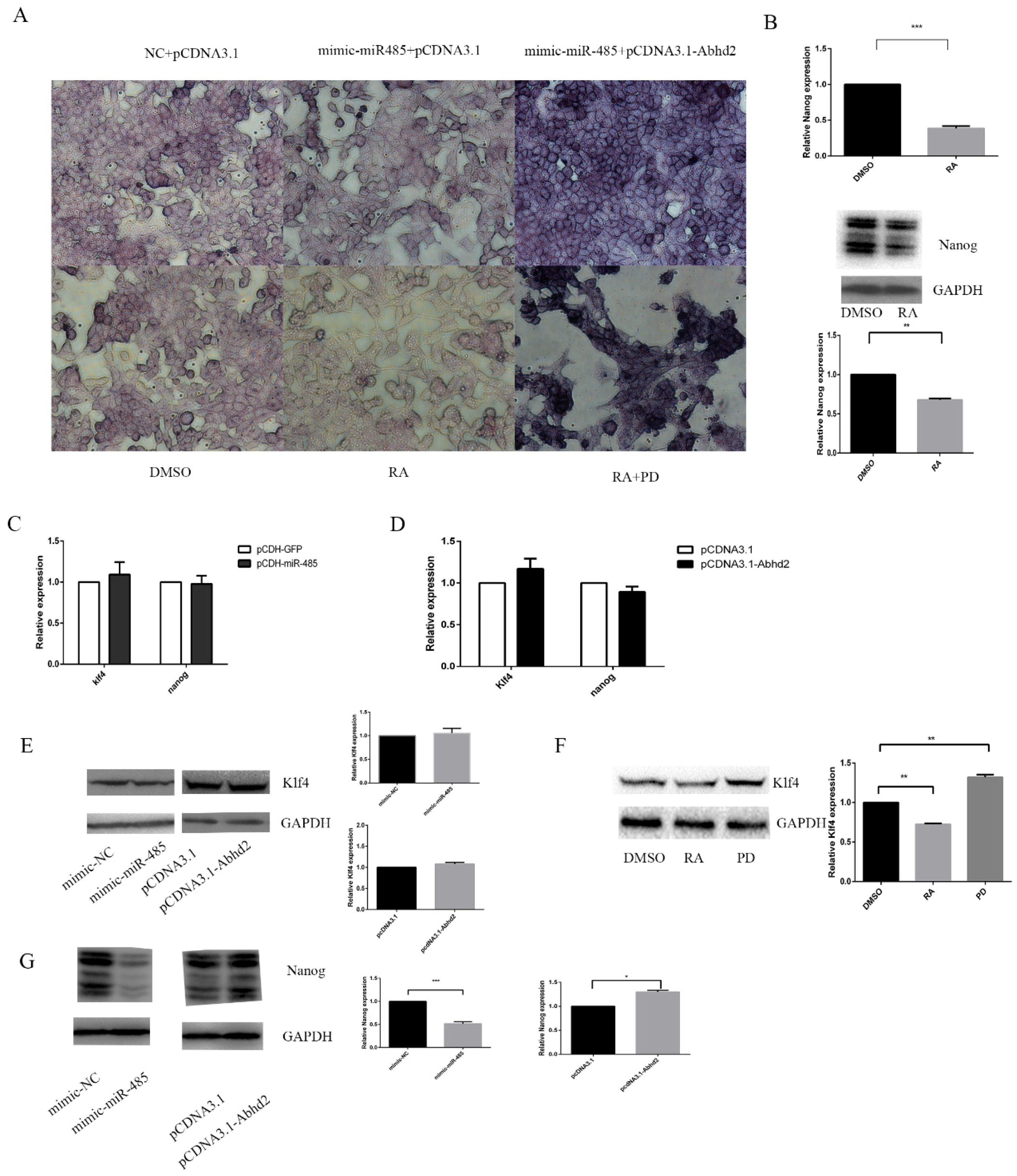 Ijms 20 02071 g005 Ijms 20 02071 g005