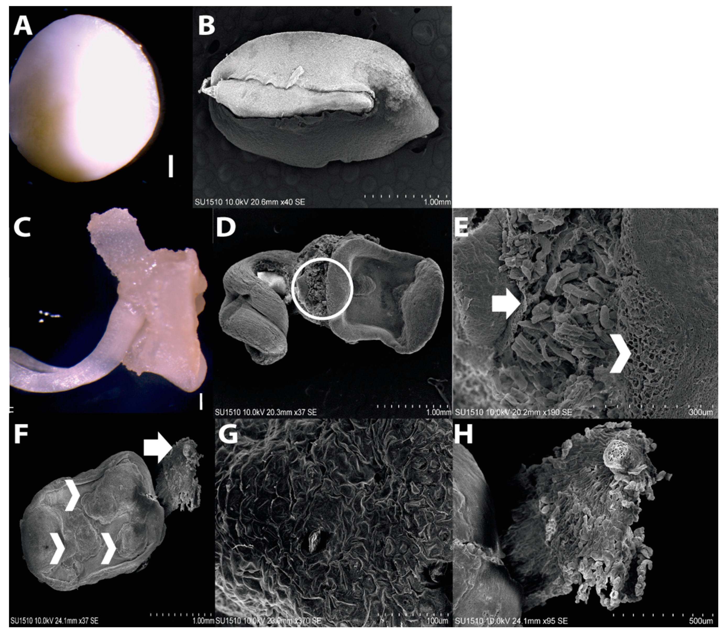 Ijms 20 02079 g001 Ijms 20 02079 g001