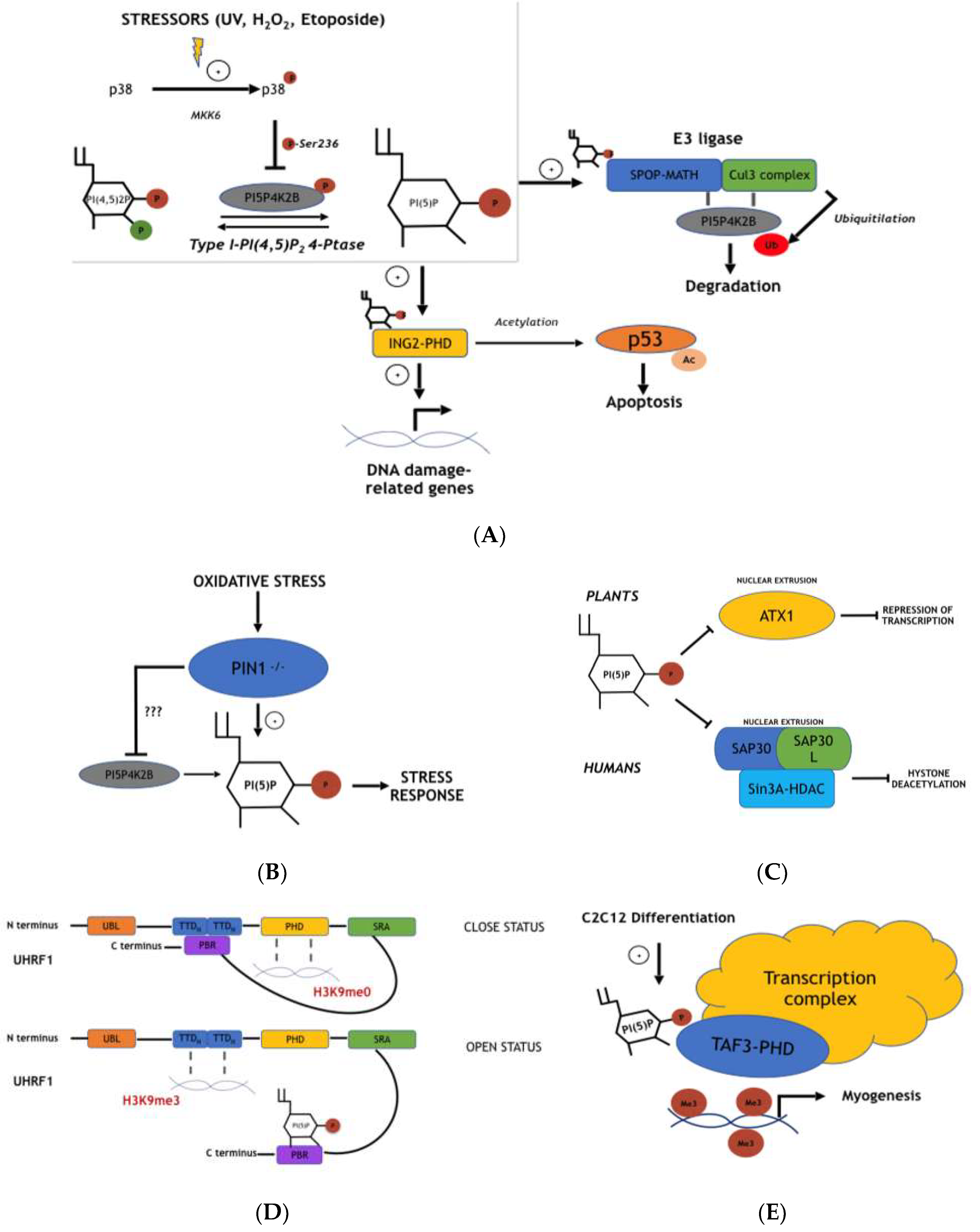 Ijms 20 02080 g002