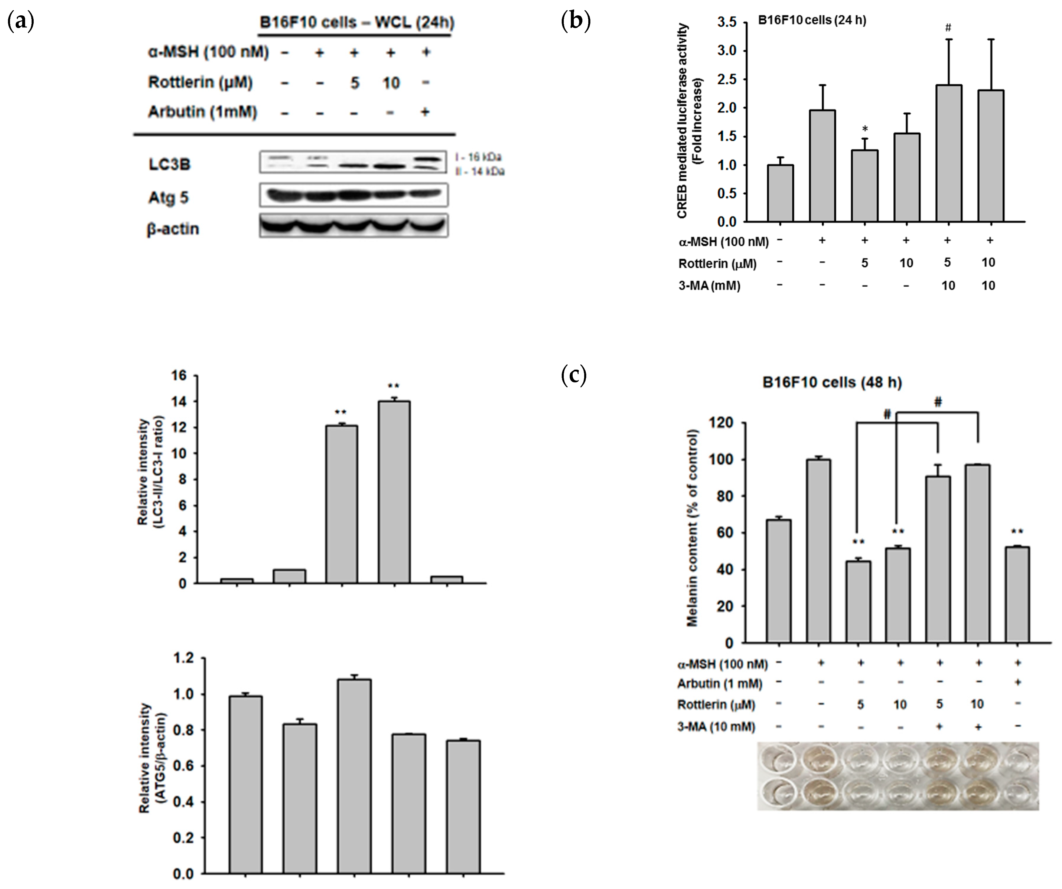 Ijms 20 02081 g005 Ijms 20 02081 g005