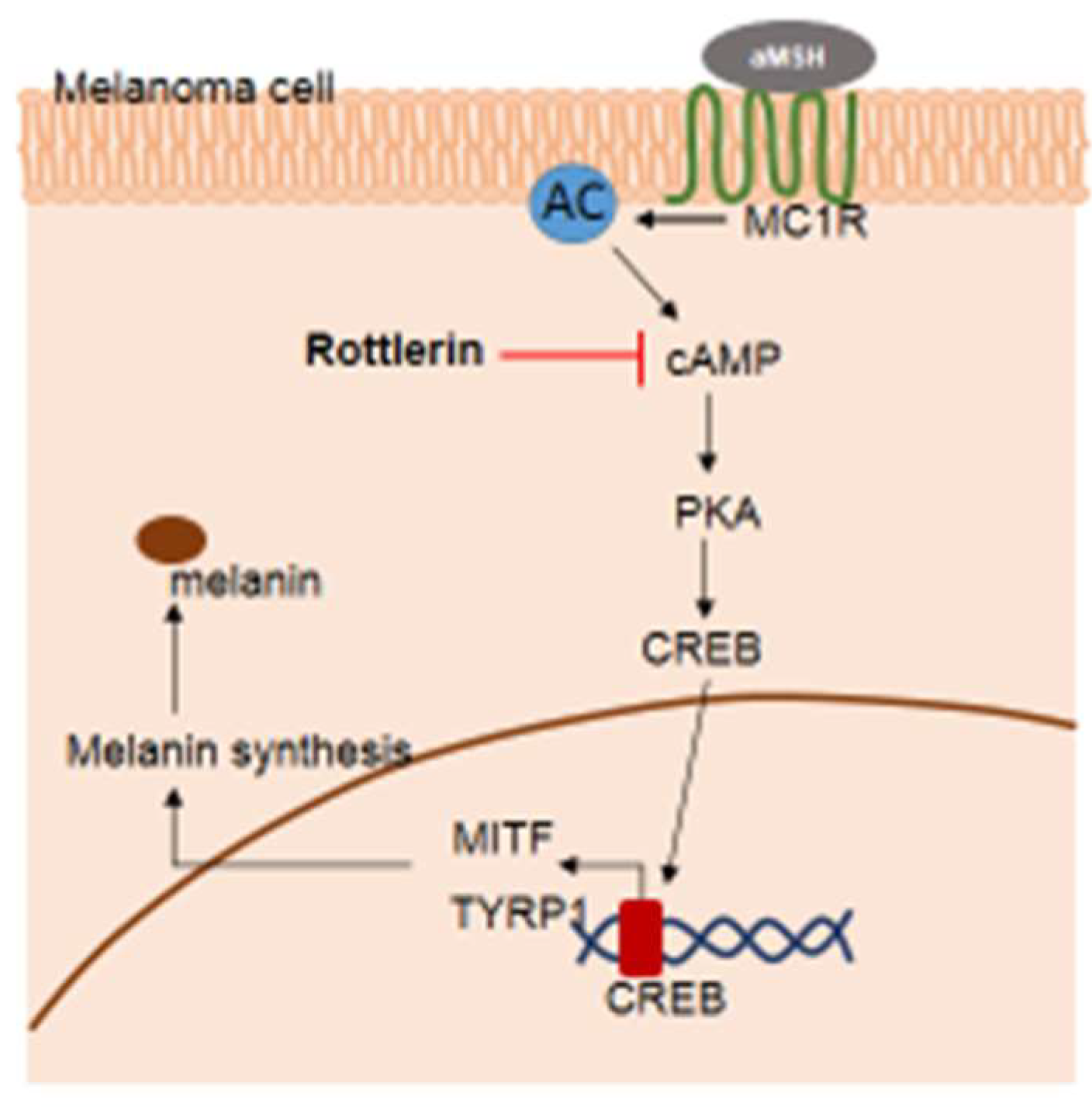 Ijms 20 02081 g006 Ijms 20 02081 g006