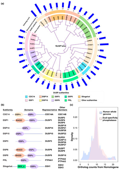 Dynamics of Dual Specificity Phosphatases and Their