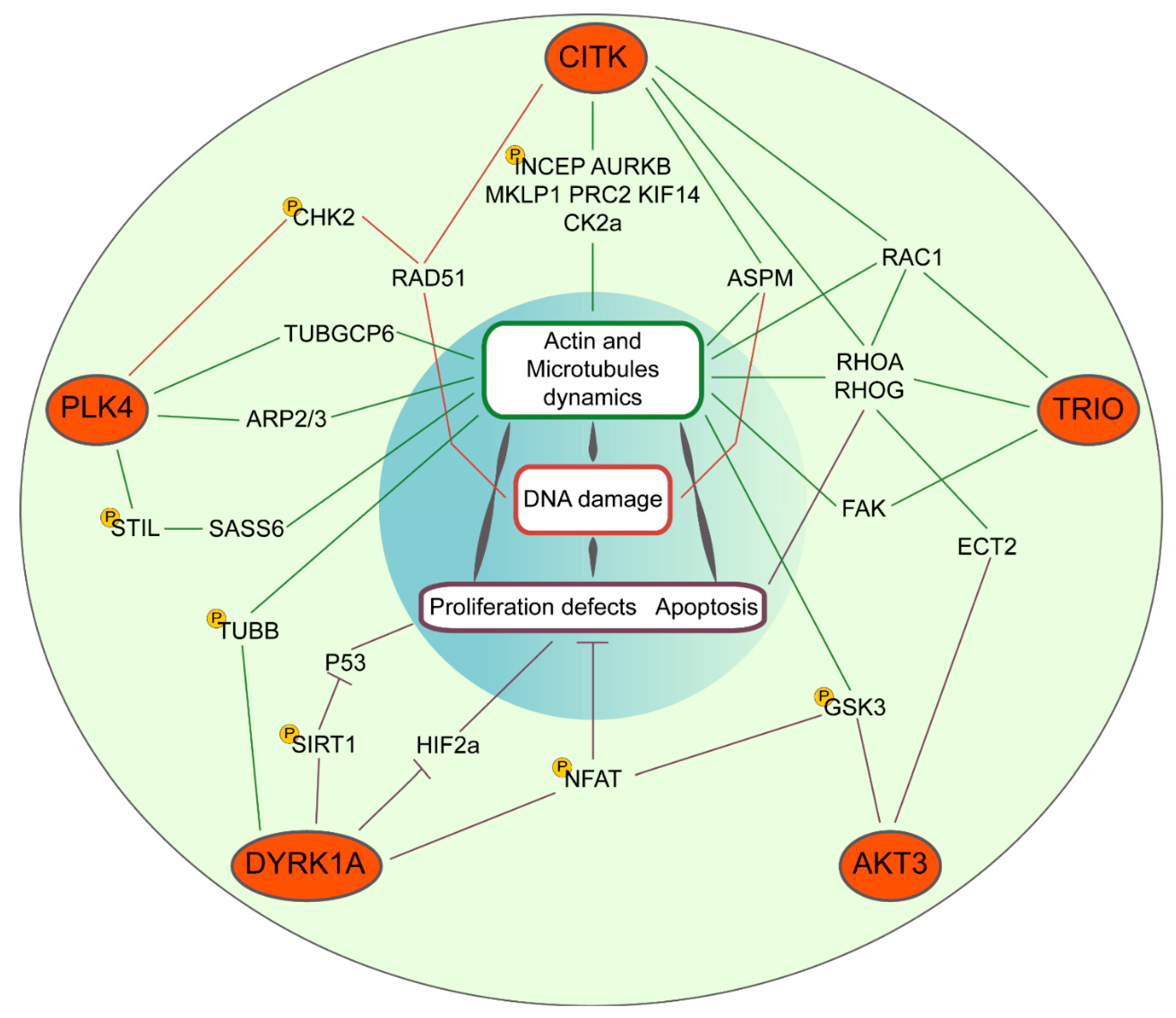 Ijms 20 02098 g001 550