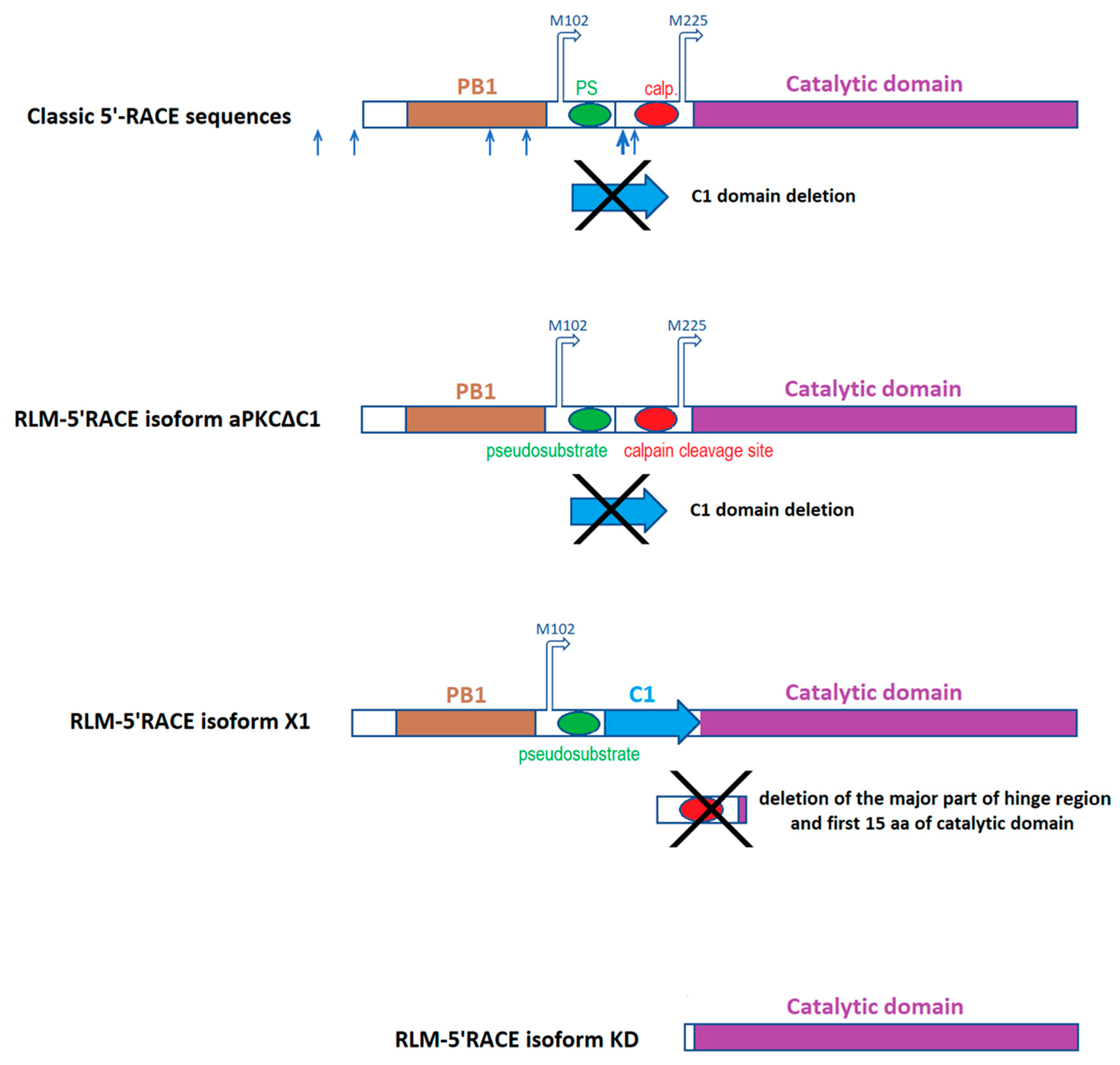 Ijms 20 02117 g003 Ijms 20 02117 g003