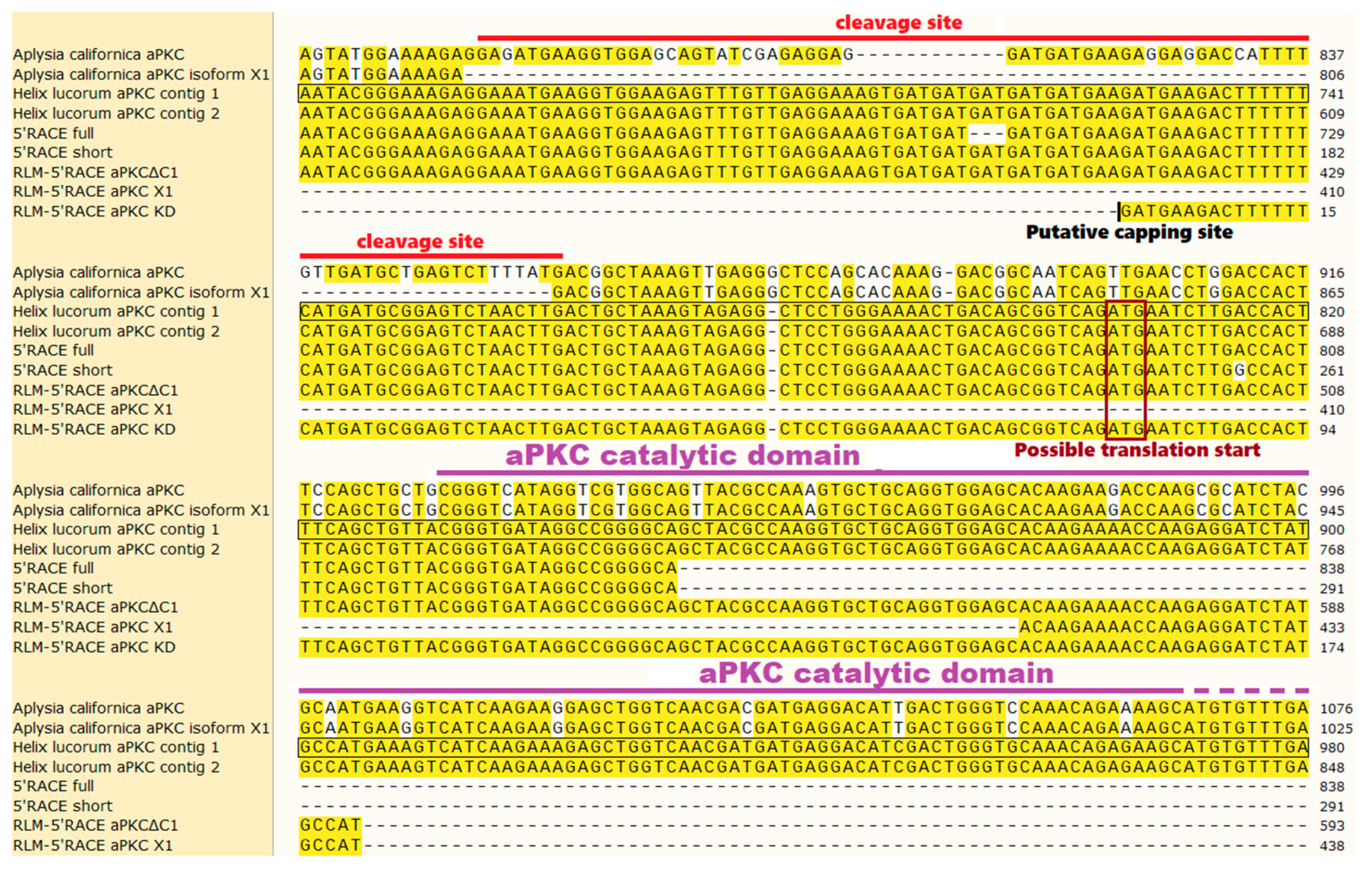 Ijms 20 02117 g0a1b Ijms 20 02117 g0a1b
