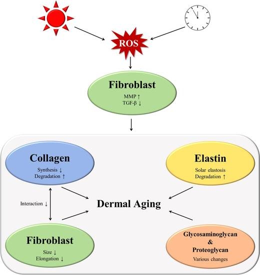 vde gallo switzerland anti aging