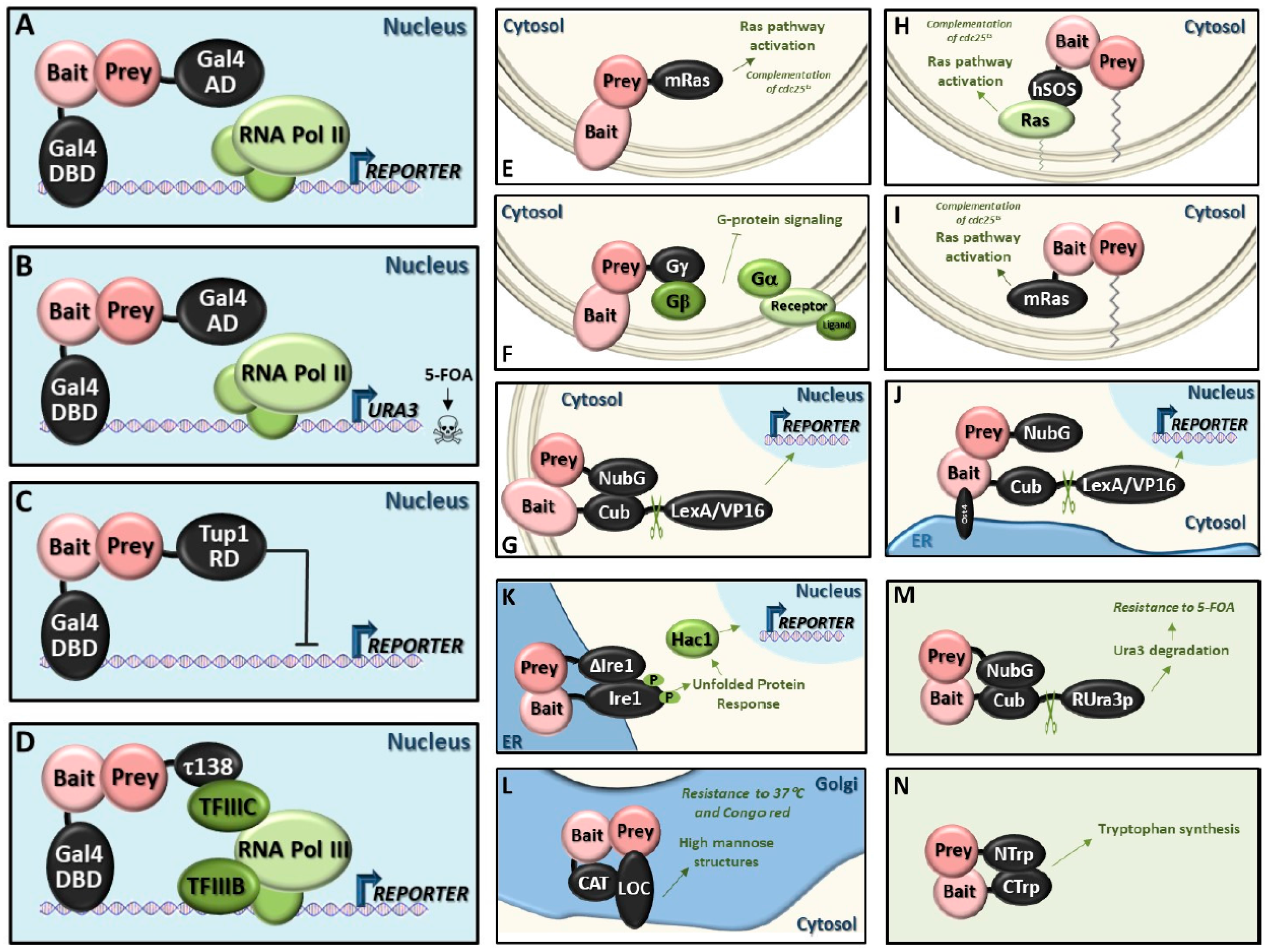 Ijms 20 02133 g003 Ijms 20 02133 g003