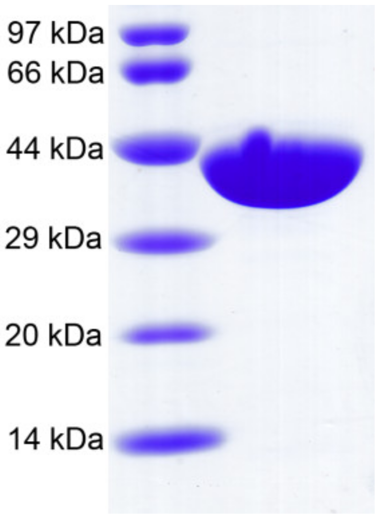 Ijms 20 02143 g003 550