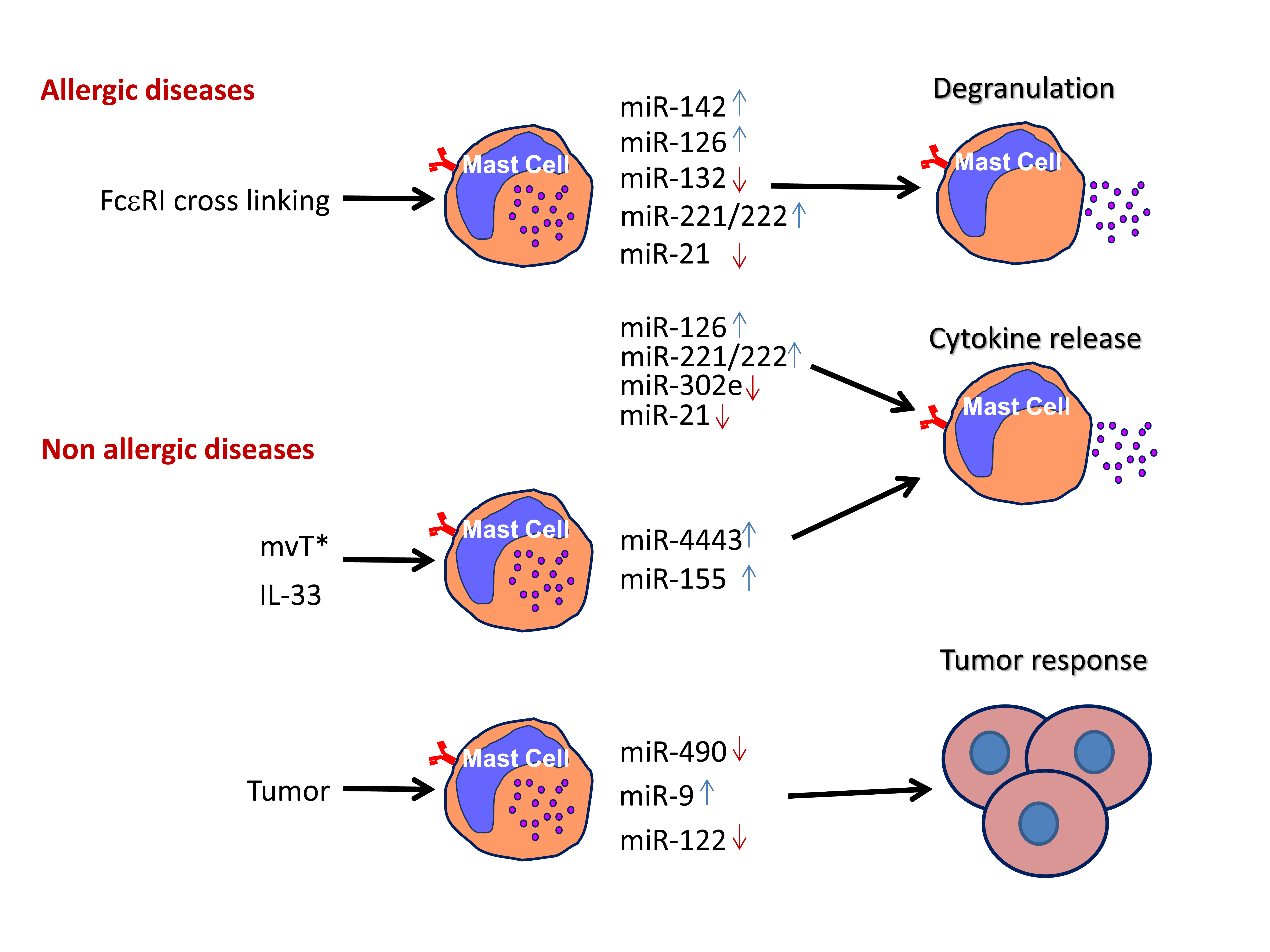ijms free full text microrna involvement in allergic and mast cell degranulation