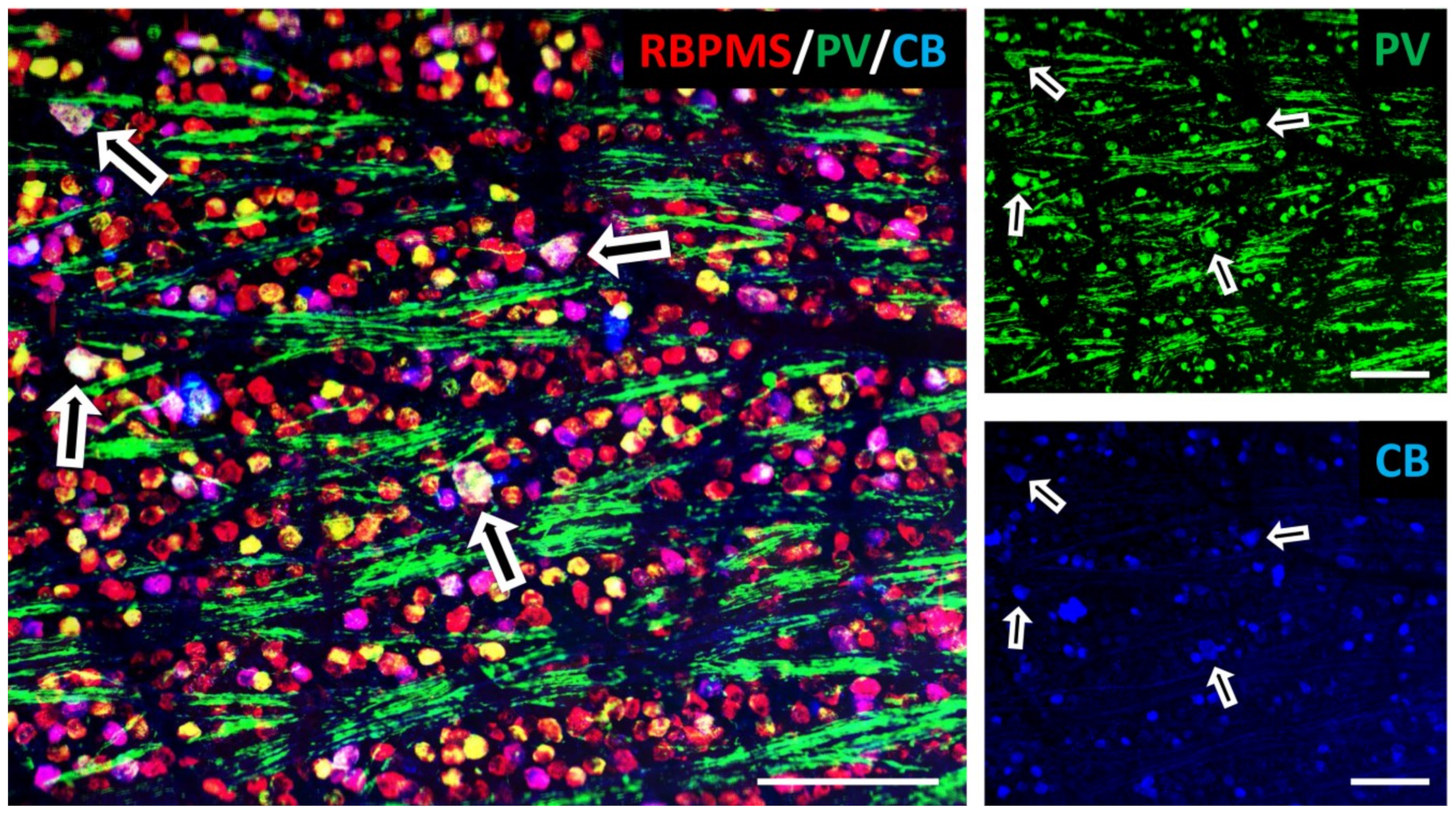 Ijms 20 02146 g001 Ijms 20 02146 g001