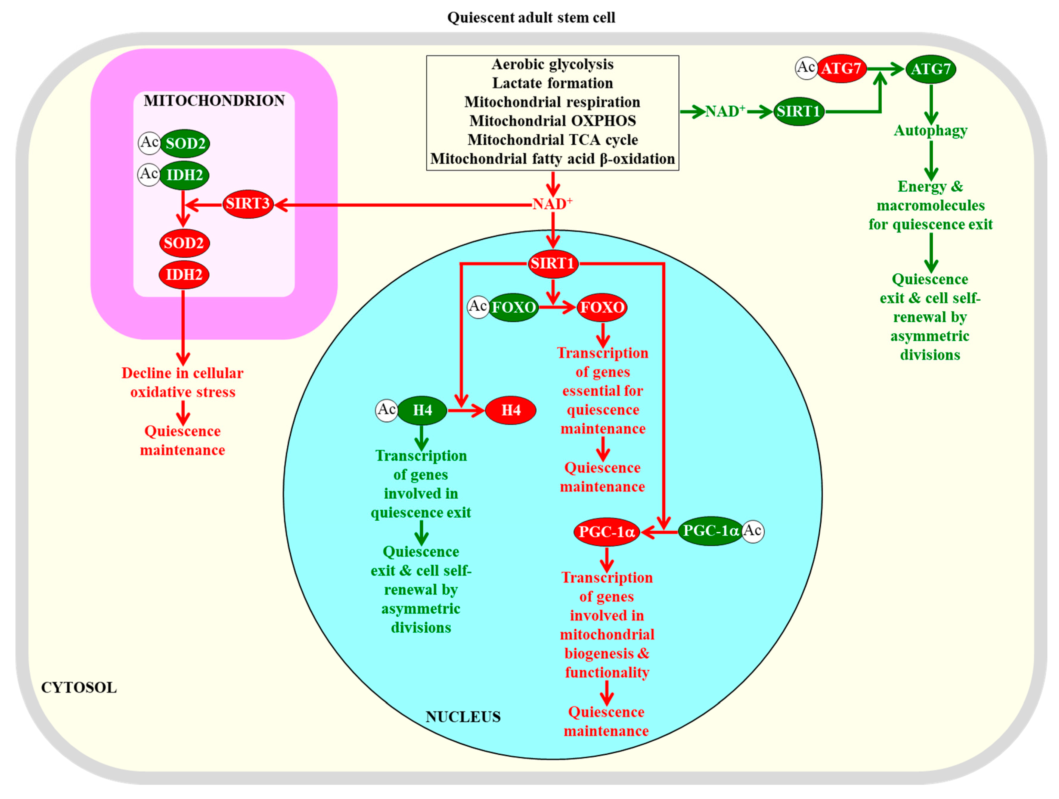 Ijms Free Full Text Quiescence Entry Maintenance And