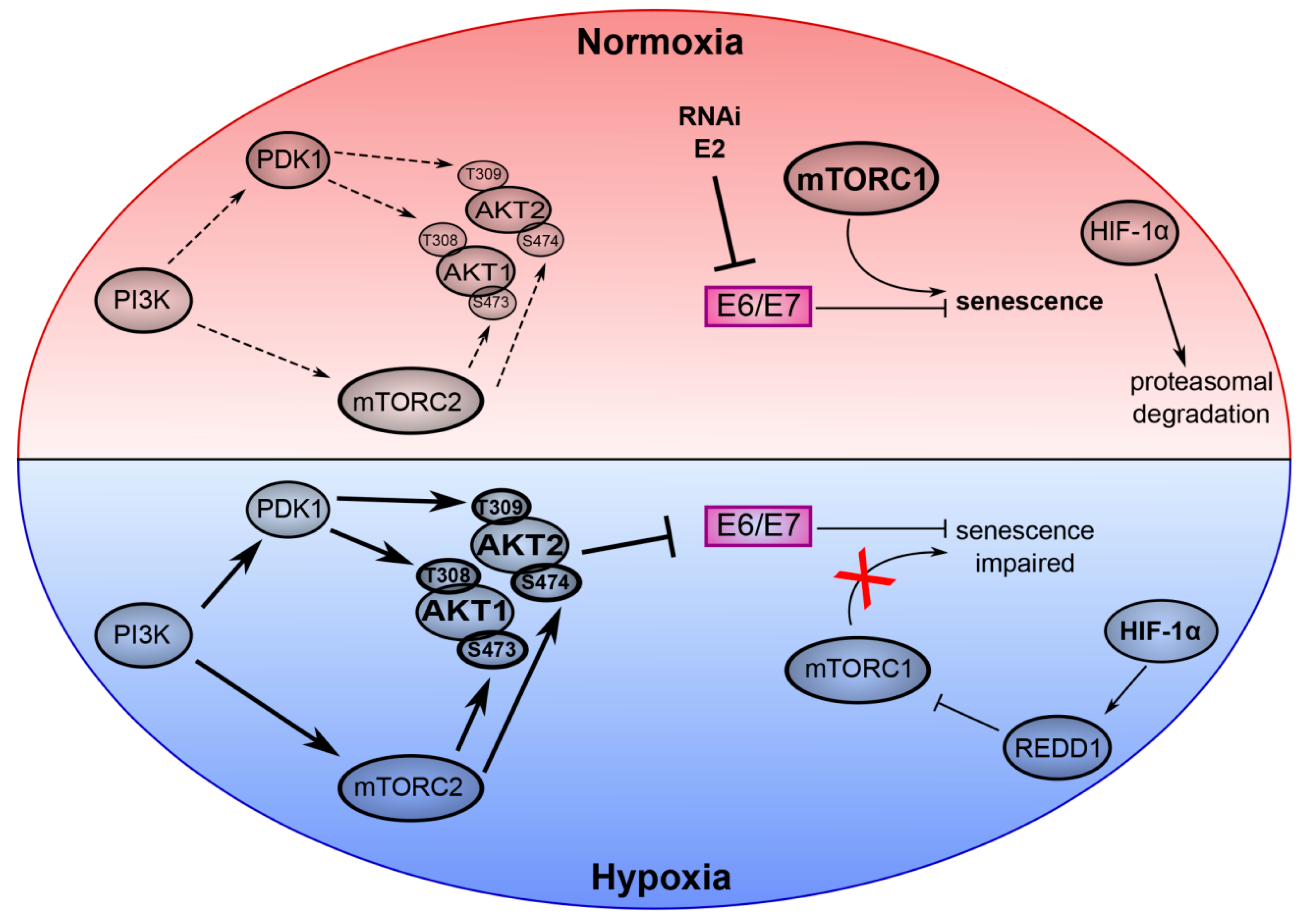 Ijms 20 02188 g002 Ijms 20 02188 g002