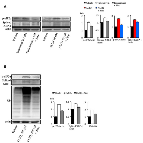 IJMS | Free Full-Text | Zinc Attenuates the Cytotoxicity of Some