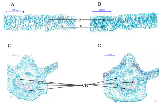 Characterization and Rapid Gene-Mapping of Leaf Lesion Mimic