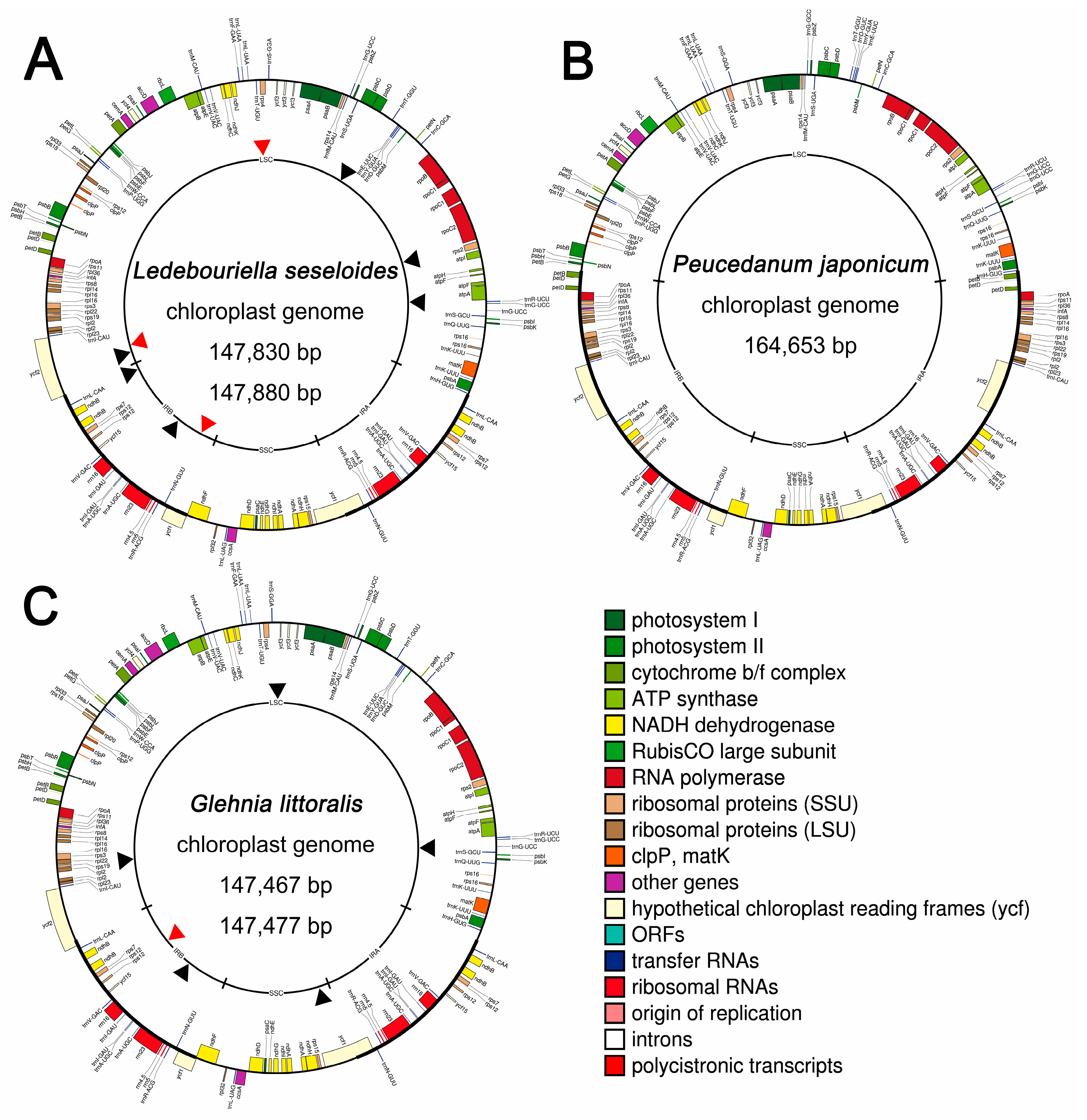 Ijms 20 02196 g001 Ijms 20 02196 g001