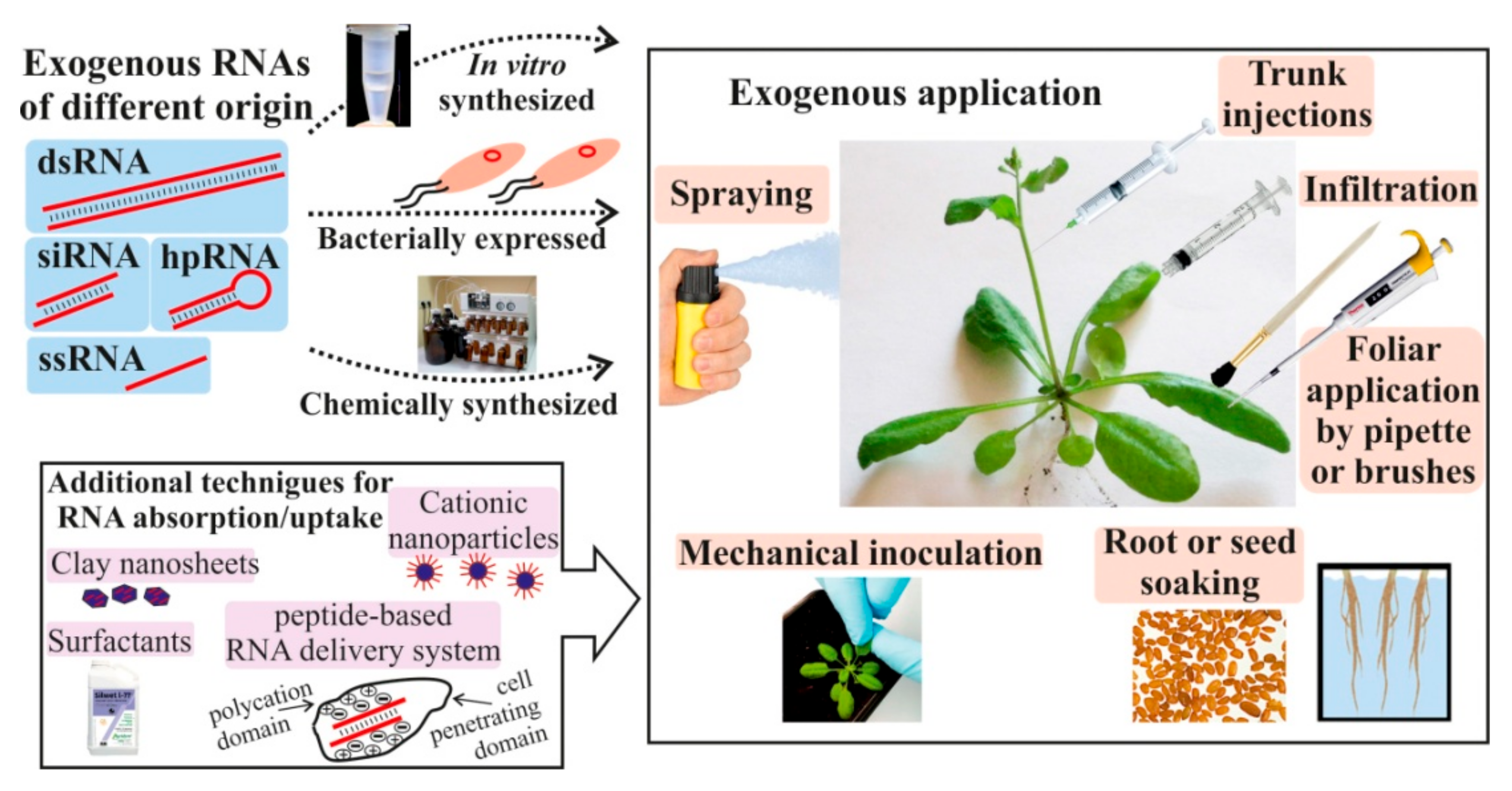 Ijms Free Full Text Exogenous Rnas For Gene Regulation And Plant Resistance Html