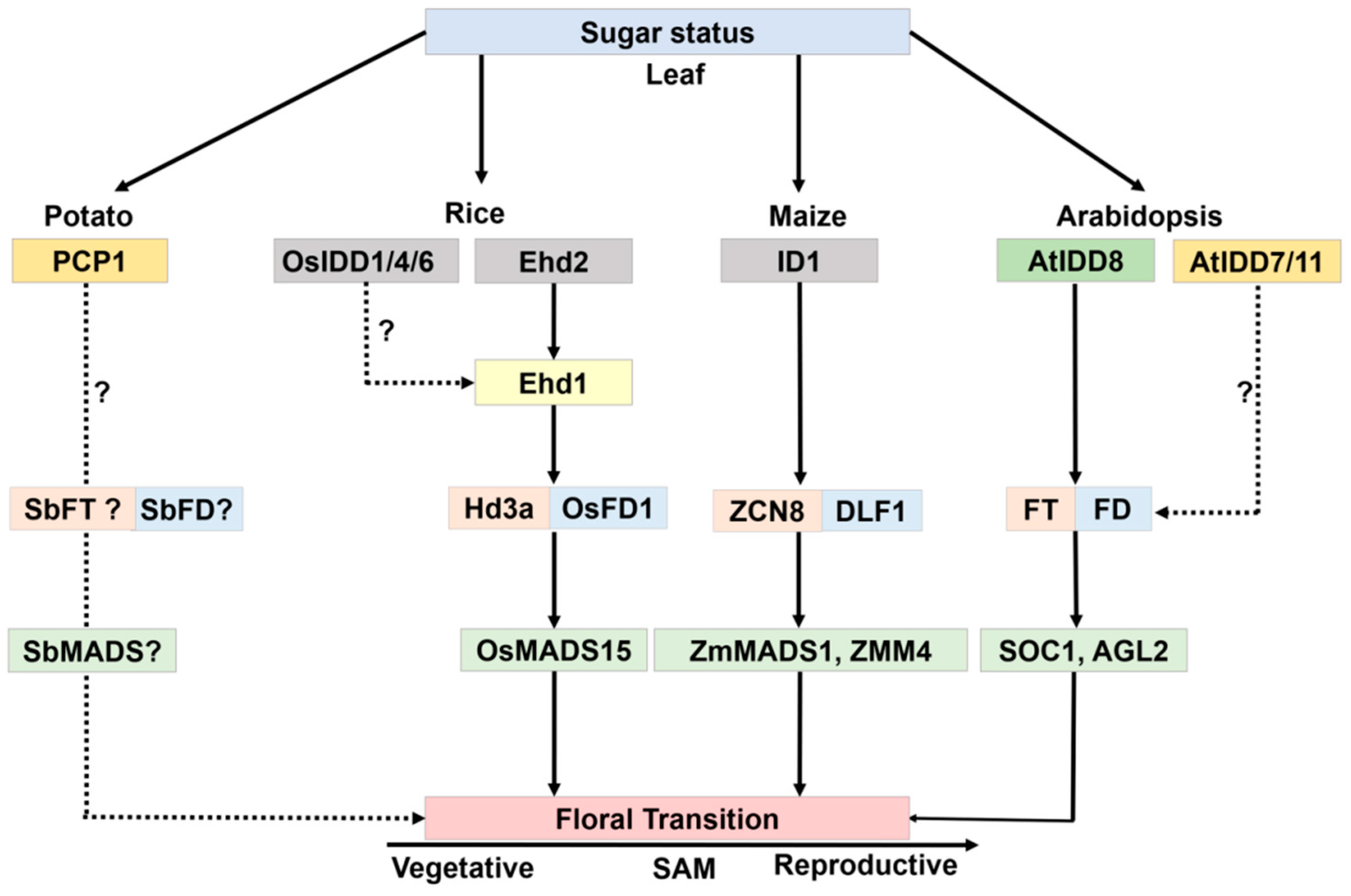 Ijms 20 02286 g005 Ijms 20 02286 g005