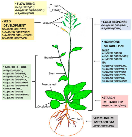 Role of the INDETERMINATE DOMAIN Genes in Plants