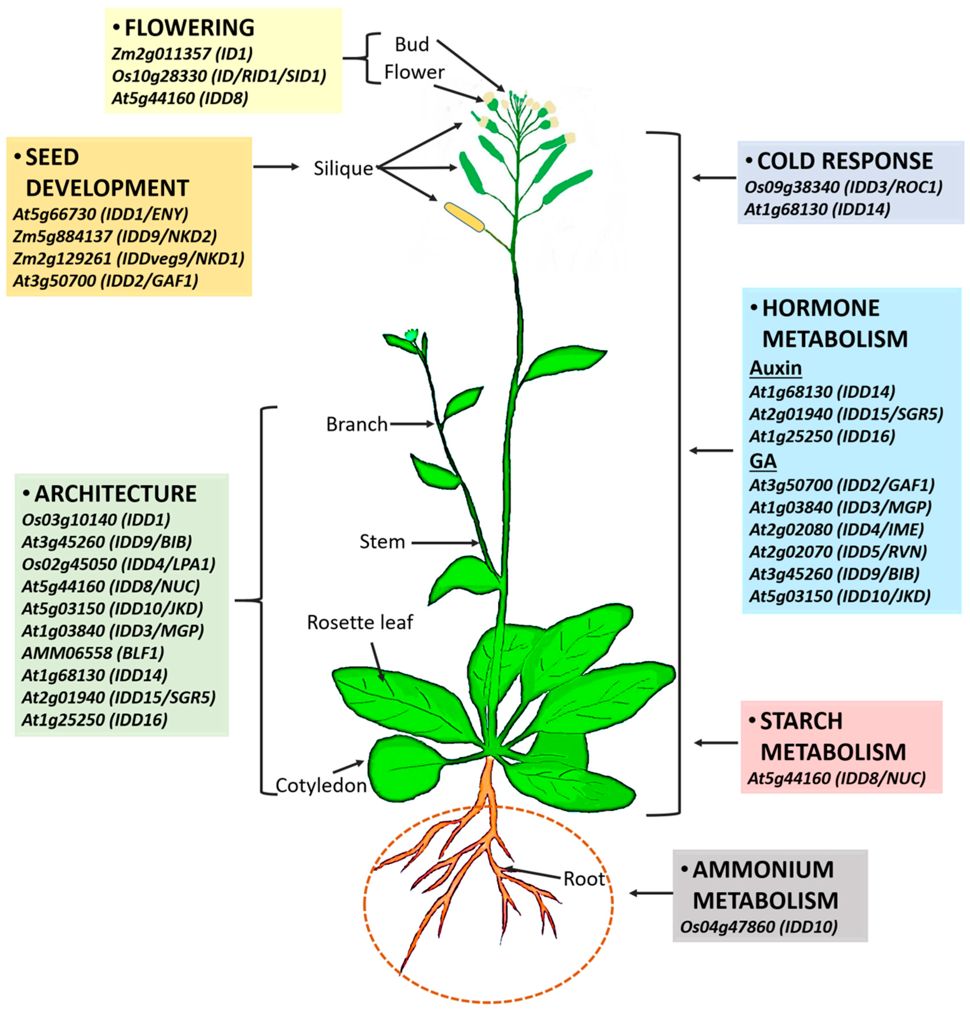 Role of the INDETERMINATE DOMAIN Genes in Plants Role of the INDETERMINATE DOMAIN Genes in Plants