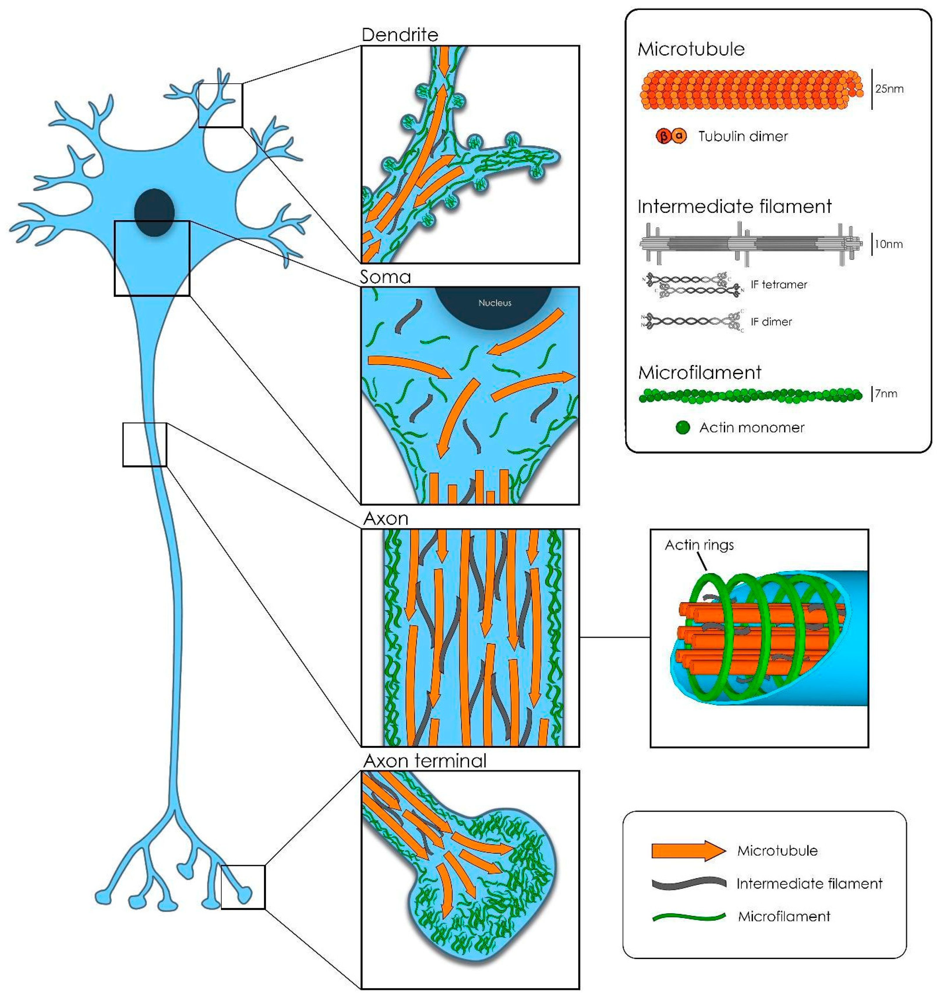 The Cytoskeleton Quizlet - 6yjzdhx