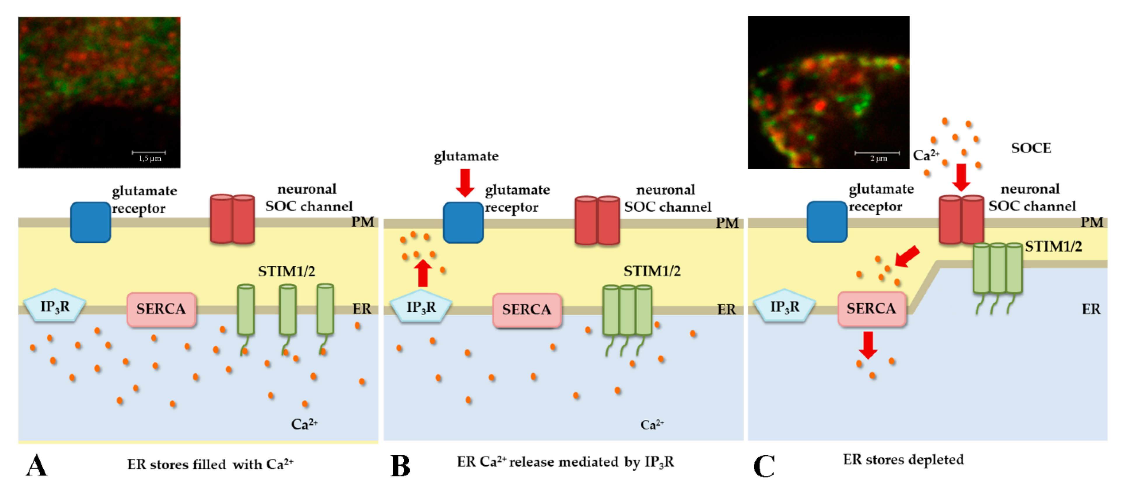 Ijms 20 02289 g002 Ijms 20 02289 g002