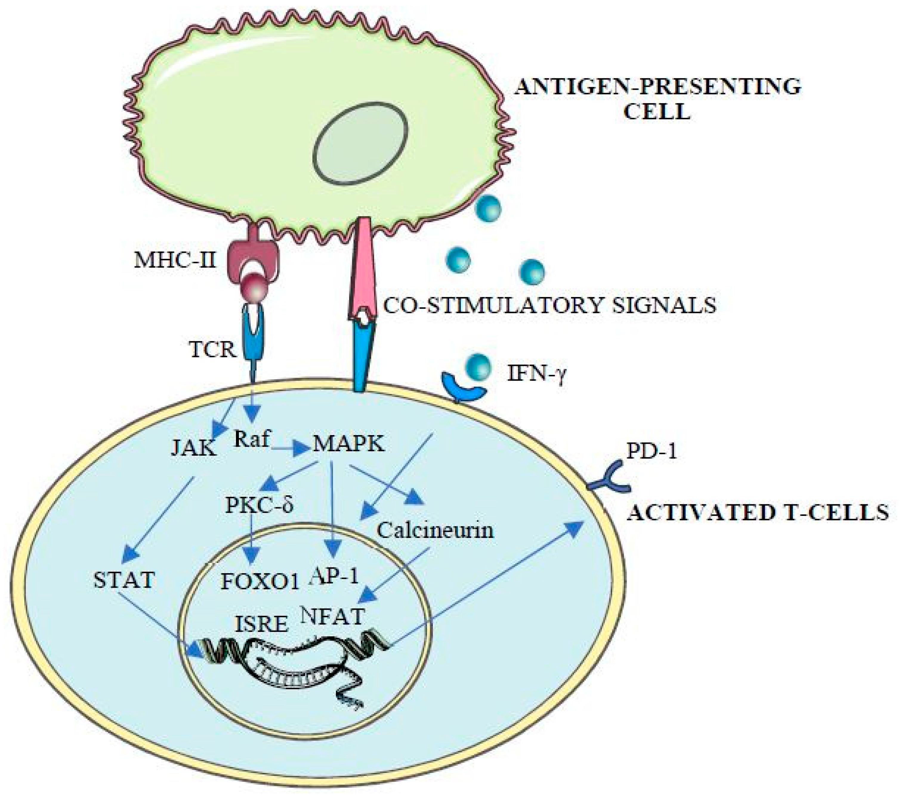 A Cell Type Selective YM155 Prodrug Targets Receptor-Interacting Protein  Kinase 2 to Induce Brain Cancer Cell Death