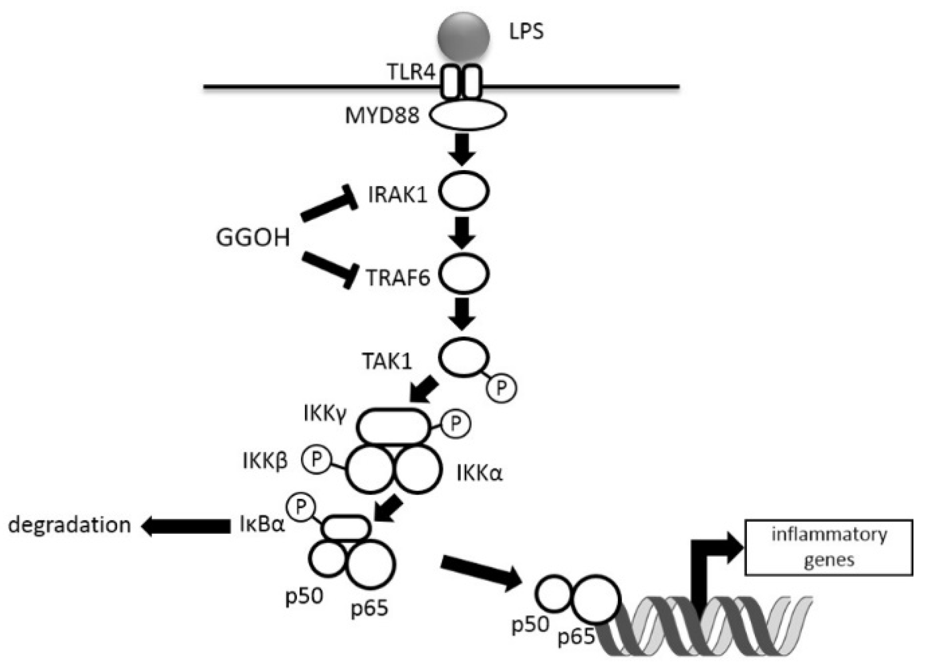 Ijms 20 02320 g005 Ijms 20 02320 g005