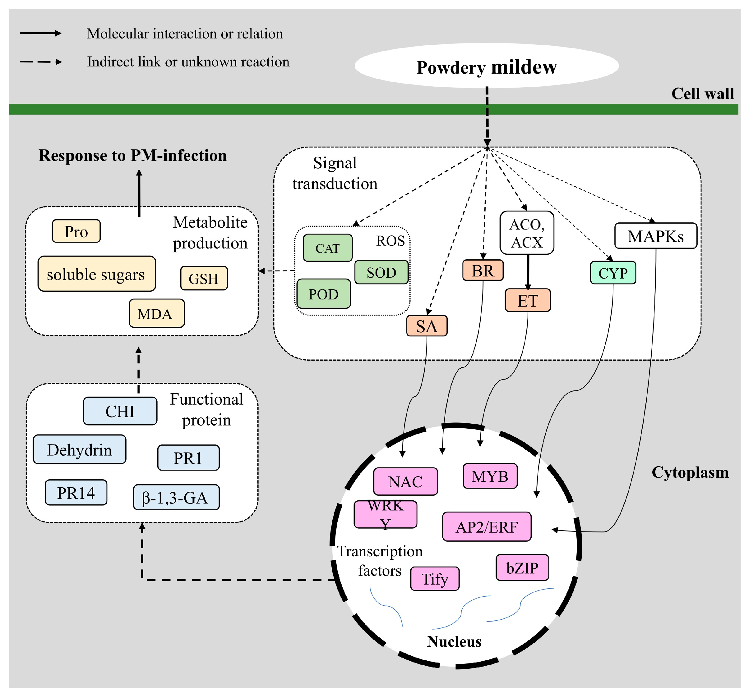 Ijms 20 02326 g007 Ijms 20 02326 g007