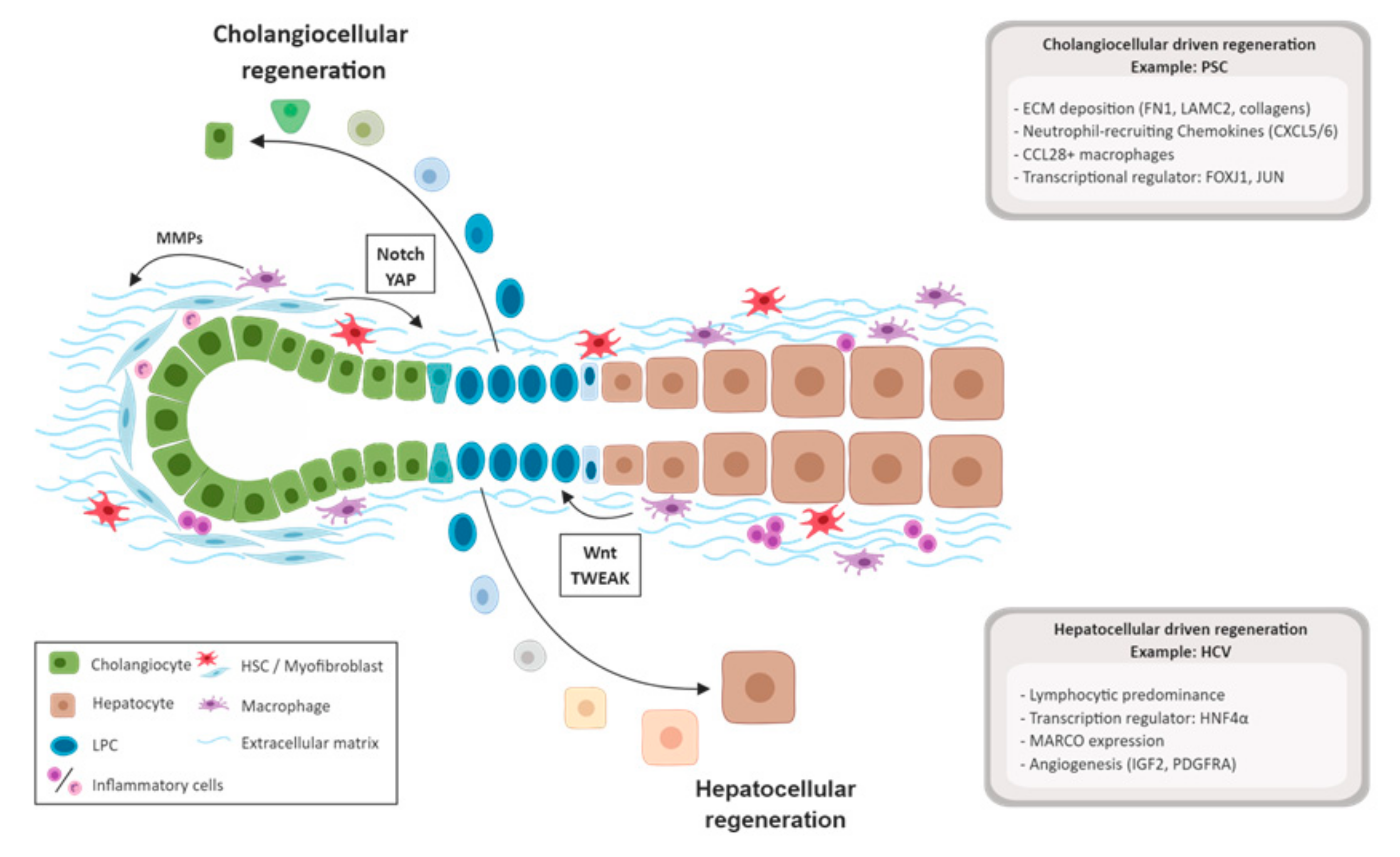 Human Liver Regeneration: An Etiology Dependent Process