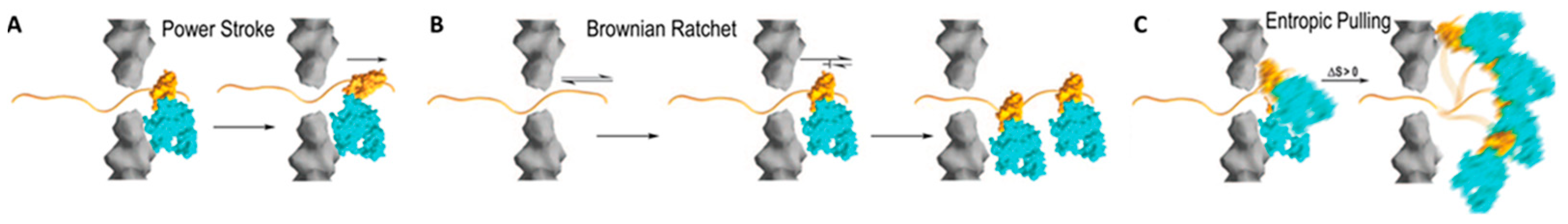 Ijms 20 02334 g001 Ijms 20 02334 g001