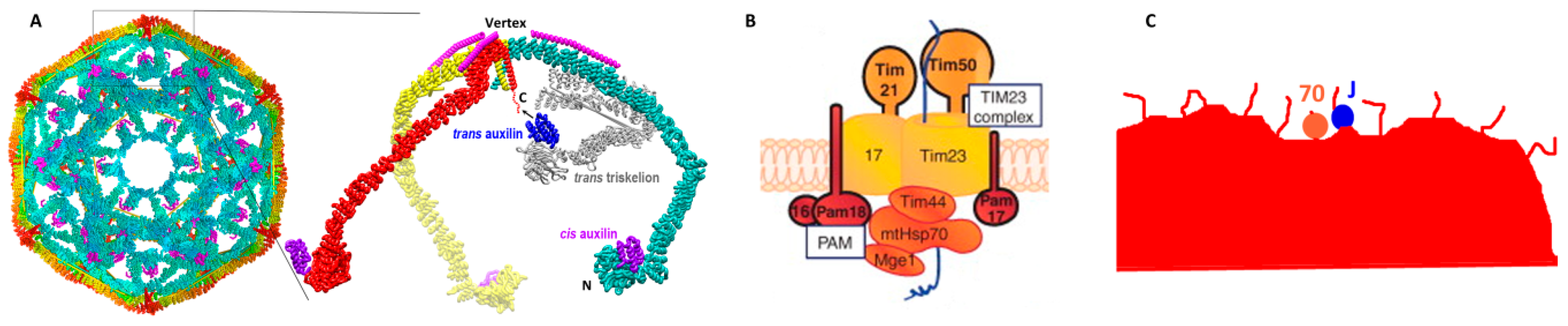 Ijms 20 02334 g004 Ijms 20 02334 g004