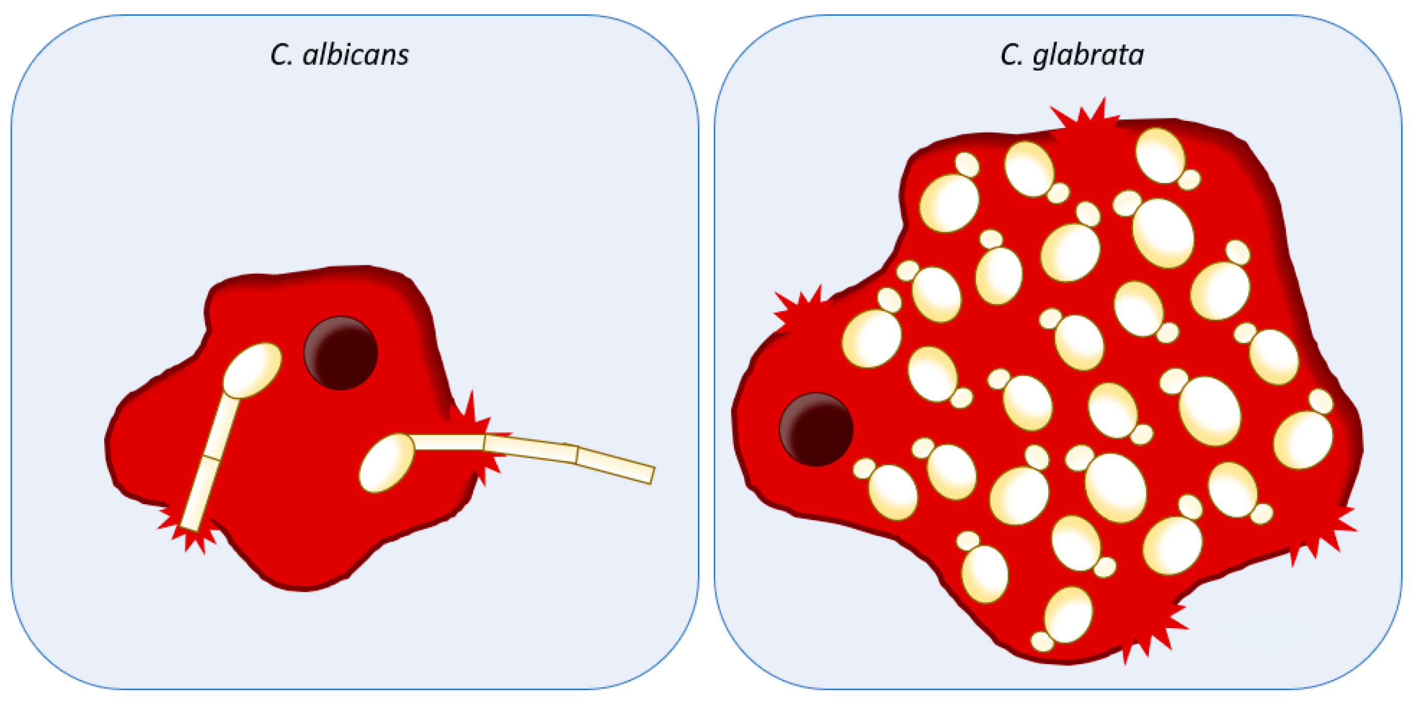 Ijms Free Full Text Divergent Approaches To Virulence In C Albicans And C Glabrata Two Sides Of The Same Coin Html