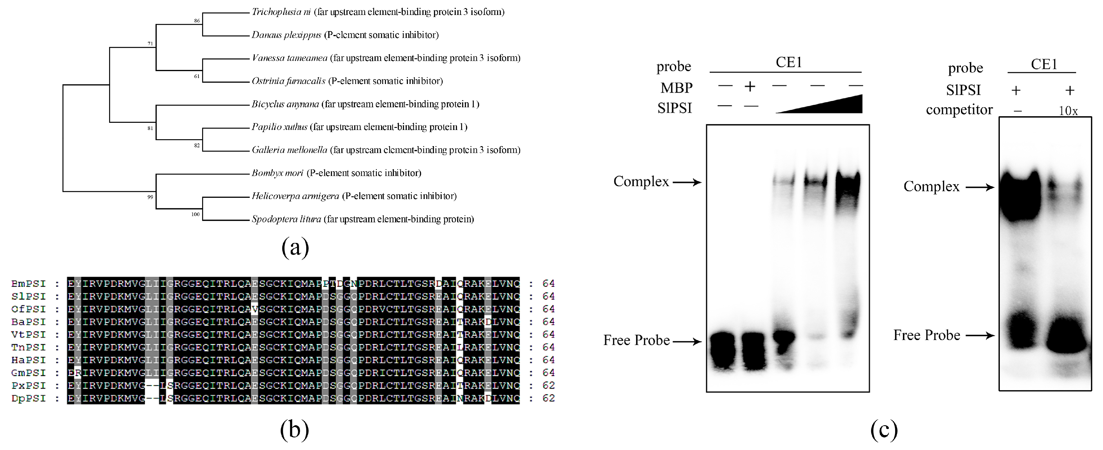 Ijms 20 02361 g004