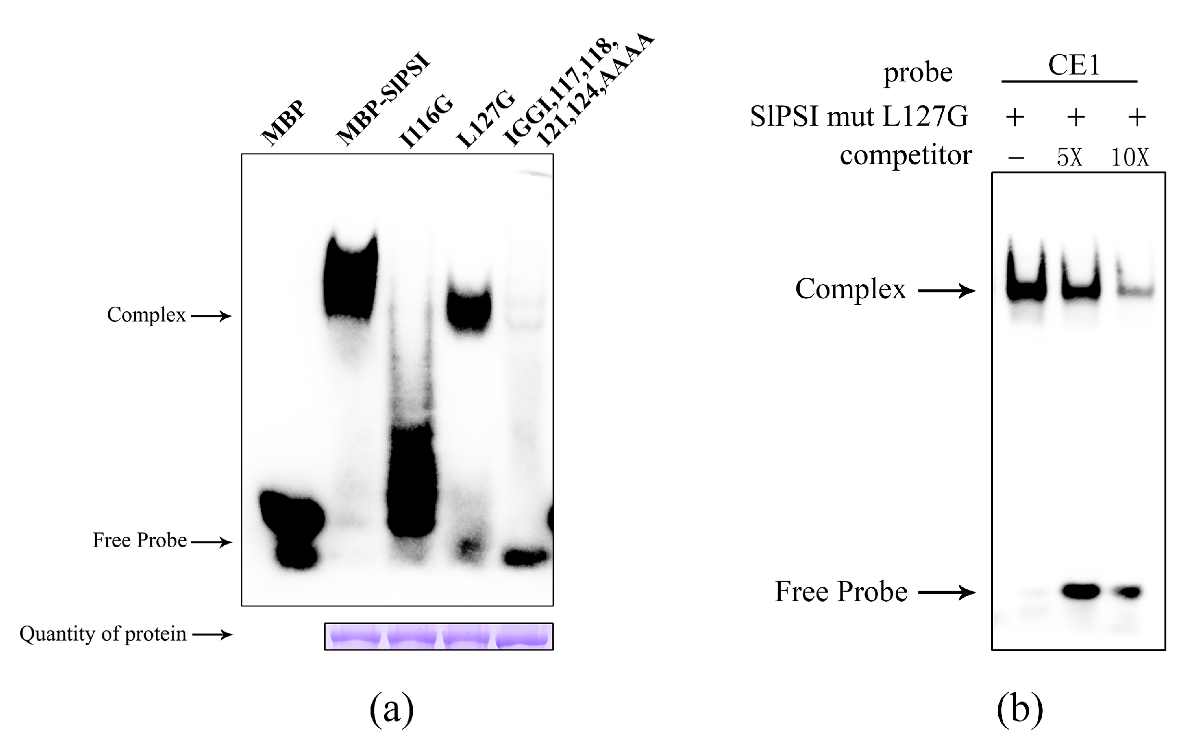 Ijms 20 02361 g005