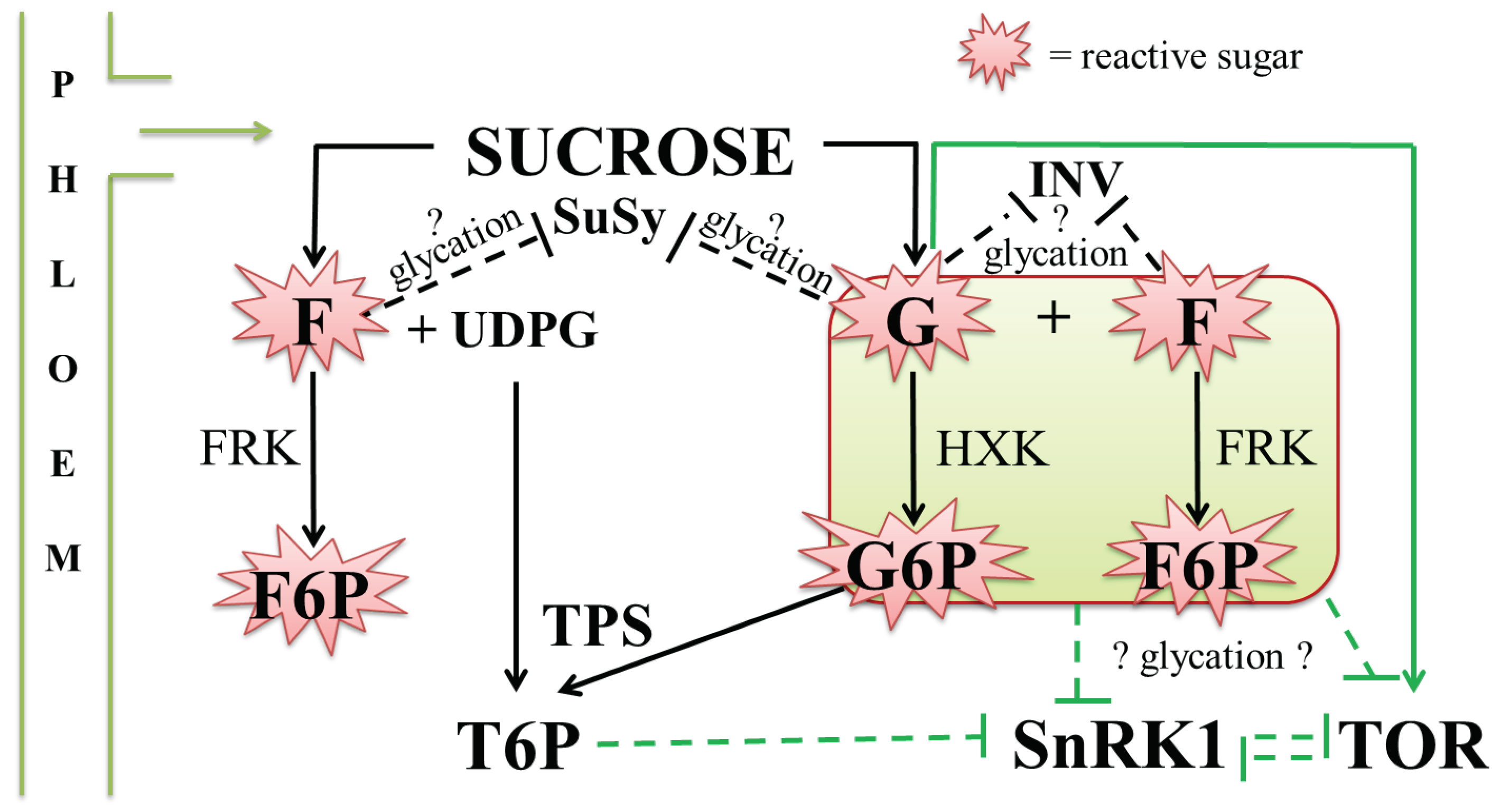 Ijms 20 02366 g004