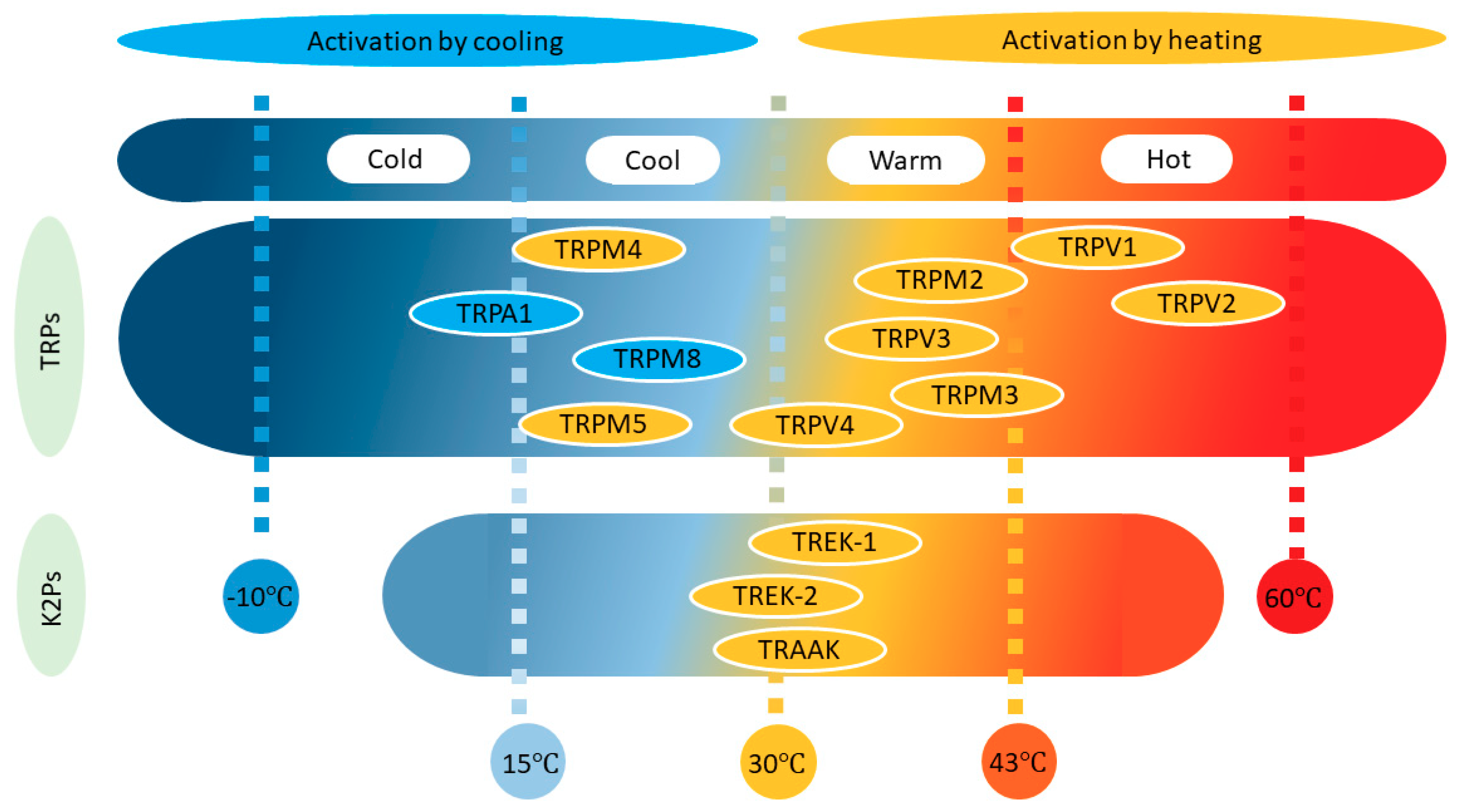 IJMS | Free Full-Text | Ion Channels and Thermosensitivity: TRP, TREK, or Both? IJMS | Free Full-Text | Ion Channels and Thermosensitivity: TRP, TREK, or Both?