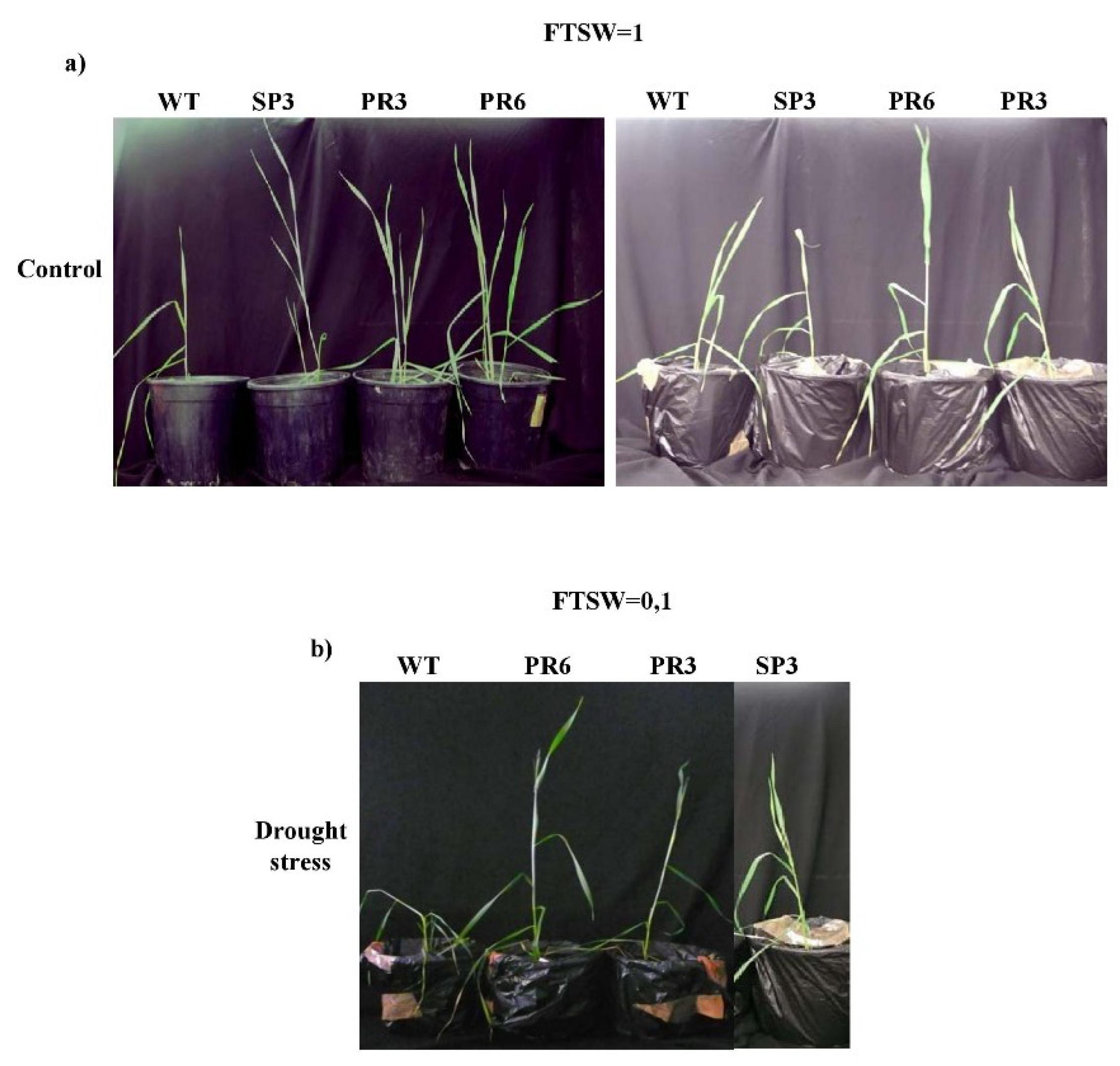 Ijms 20 02389 g004 Ijms 20 02389 g004